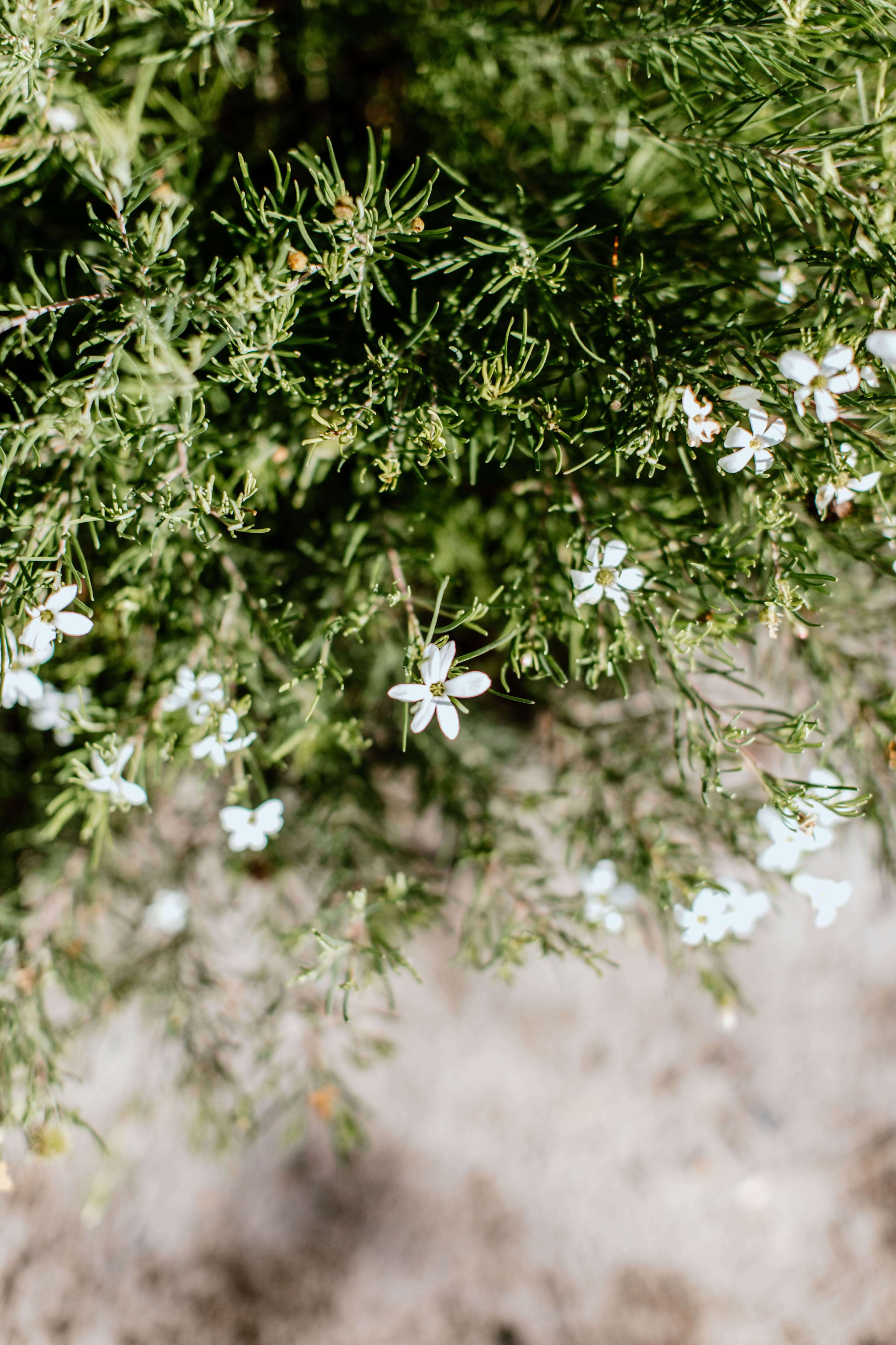 soft image of white flannel flowers