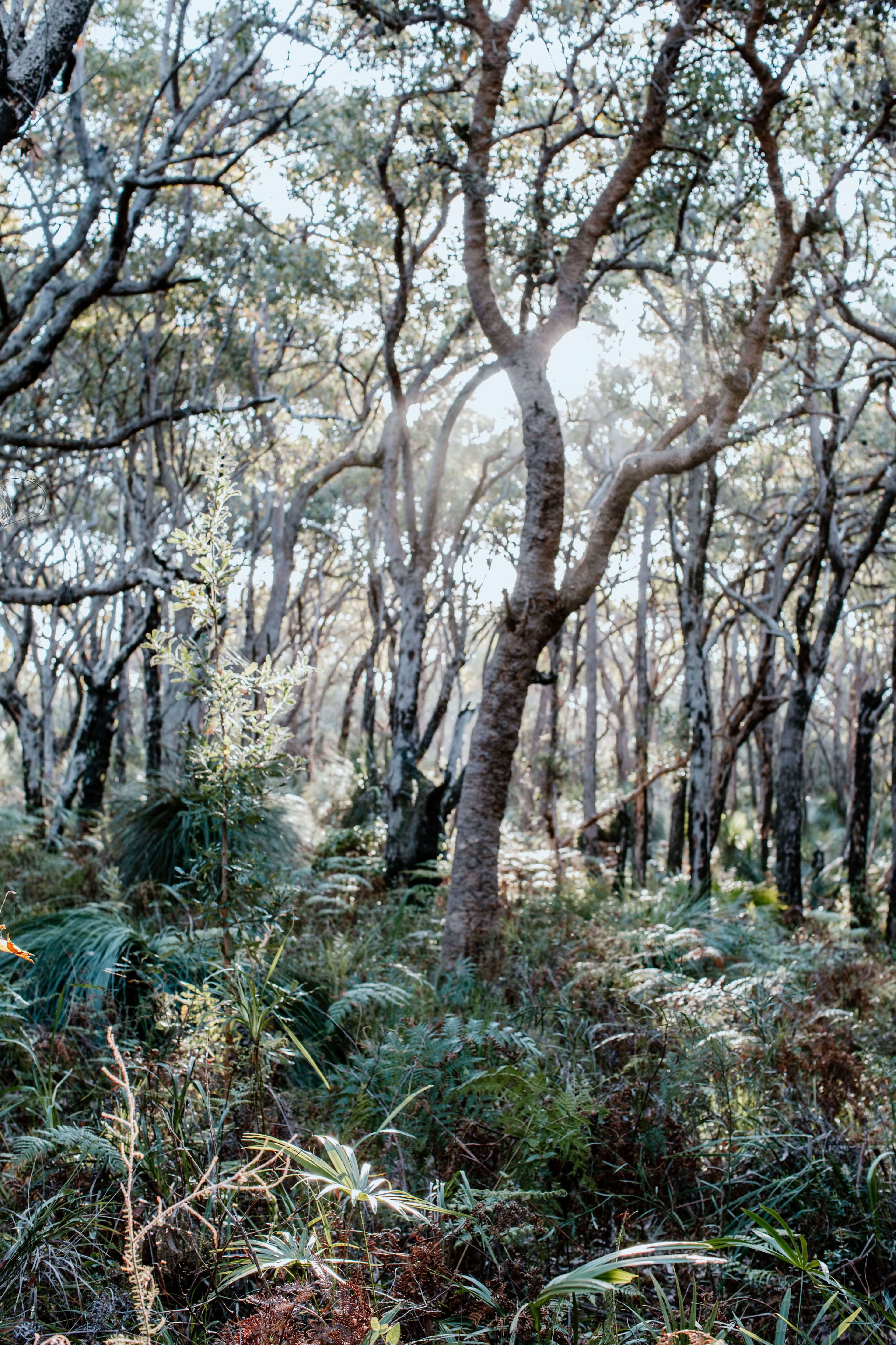tall eucalyptus tree forest