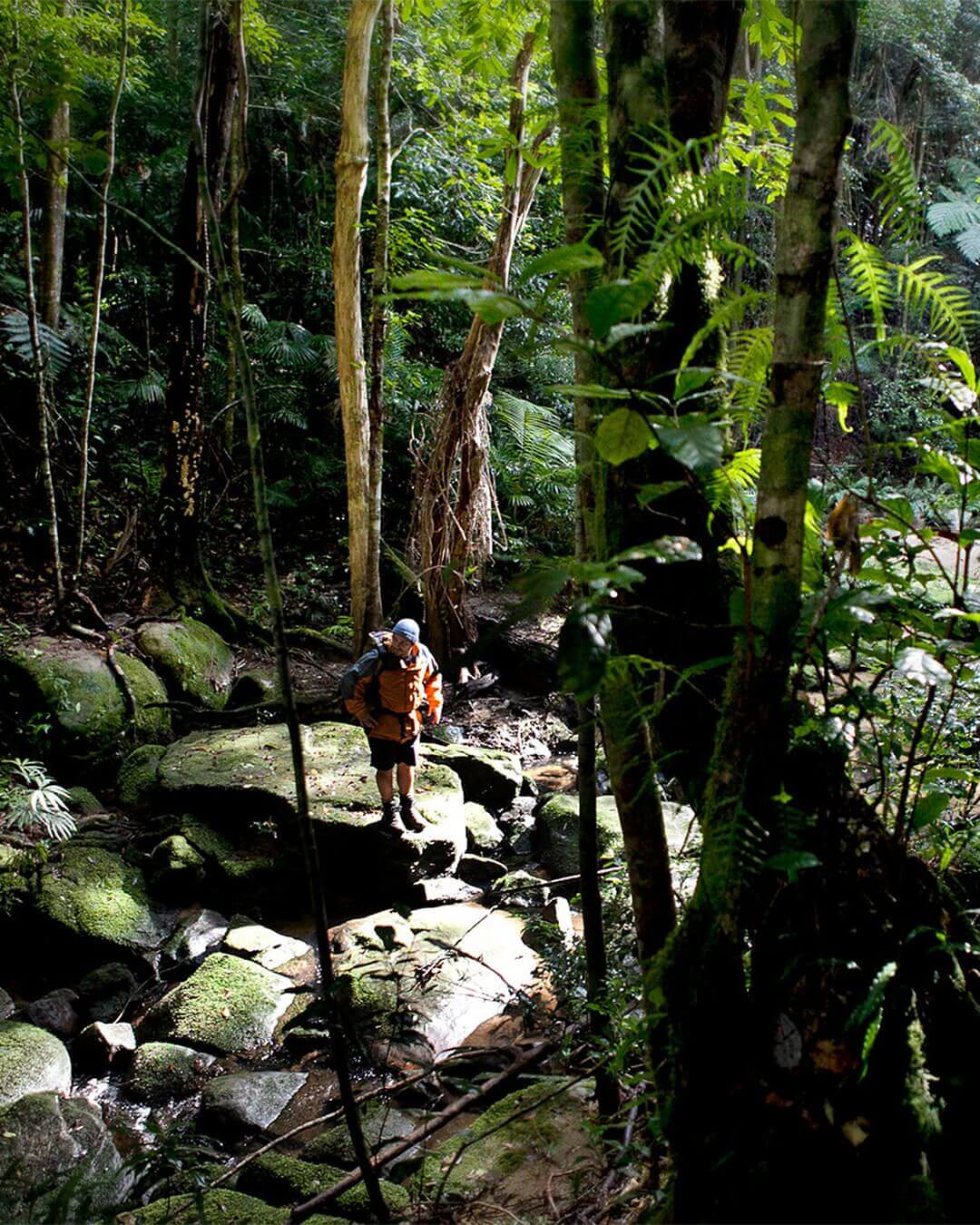 hiking in forest over creek