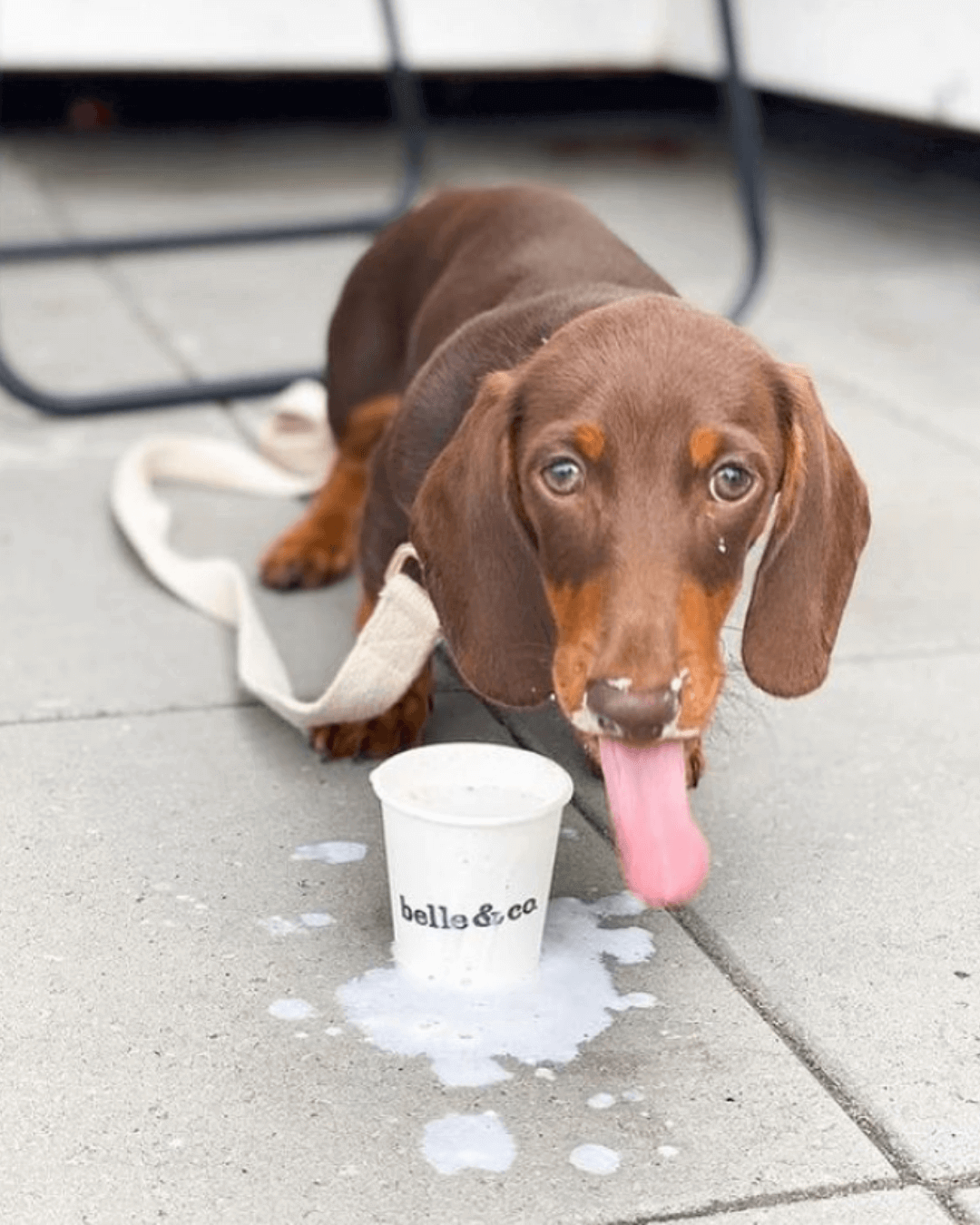 small dachshund sipping puppucino