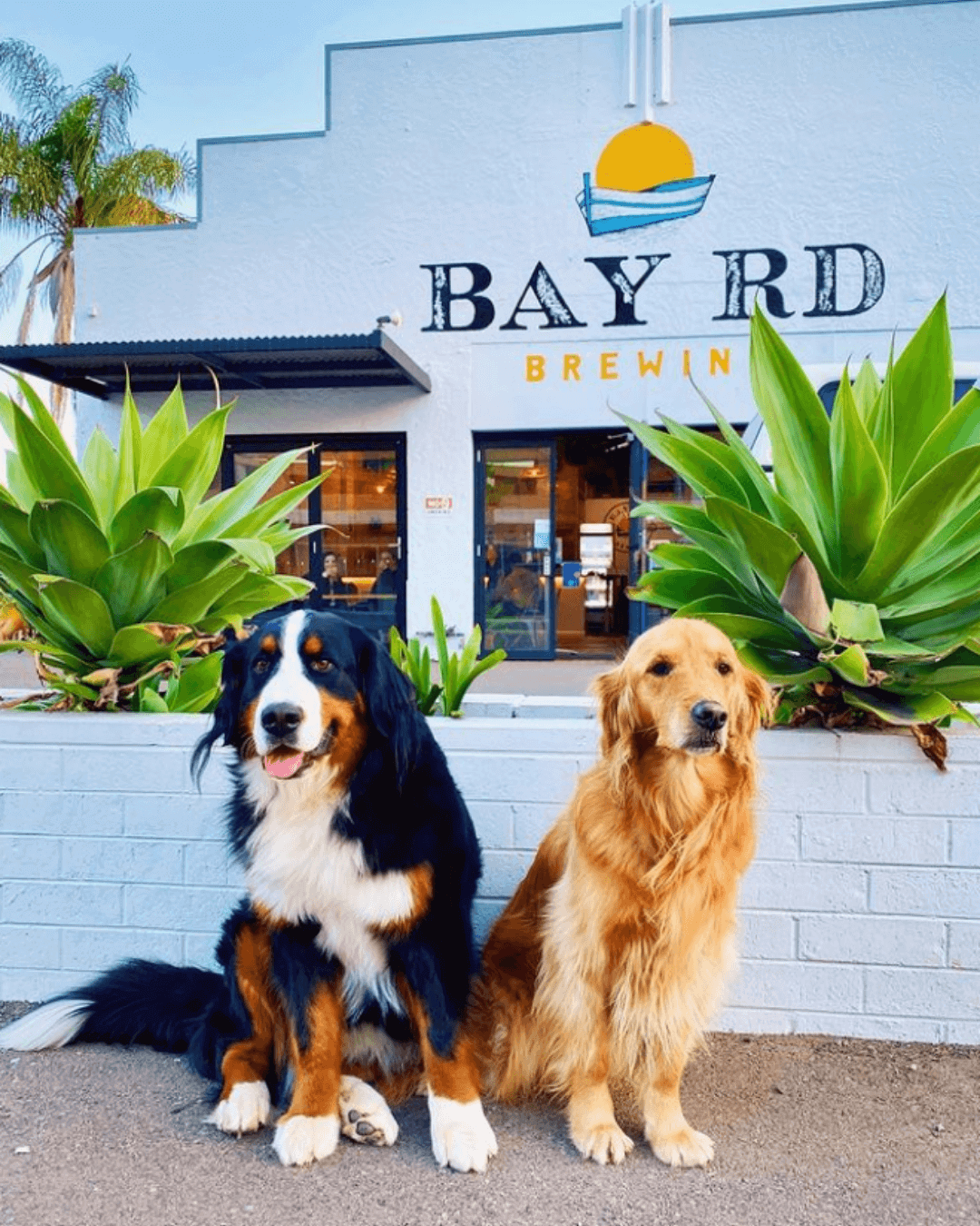 two dogs outside brewery