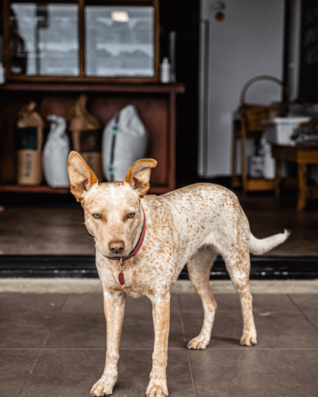 well behaved dog outside cafe