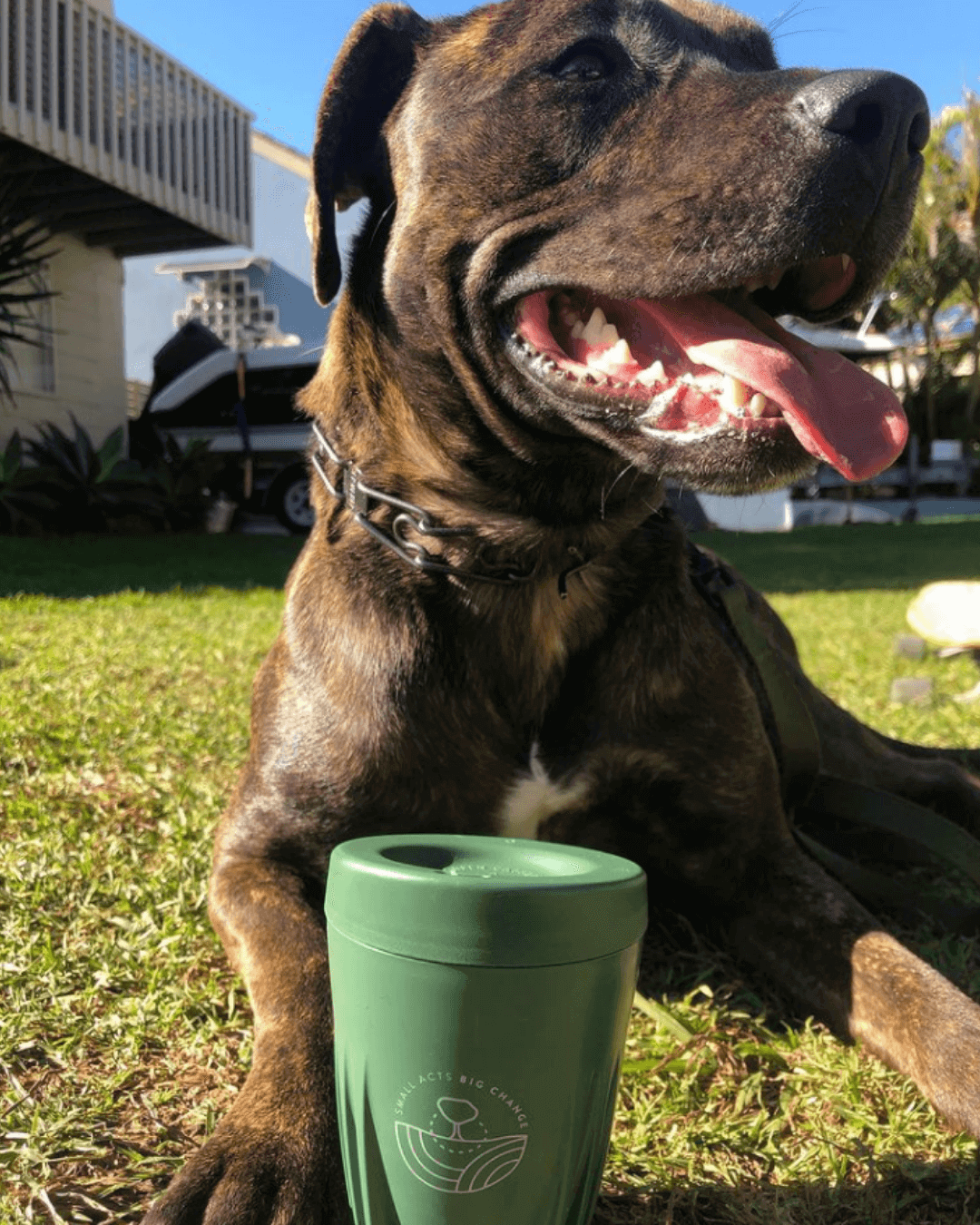 dog with green reusable cup on grass