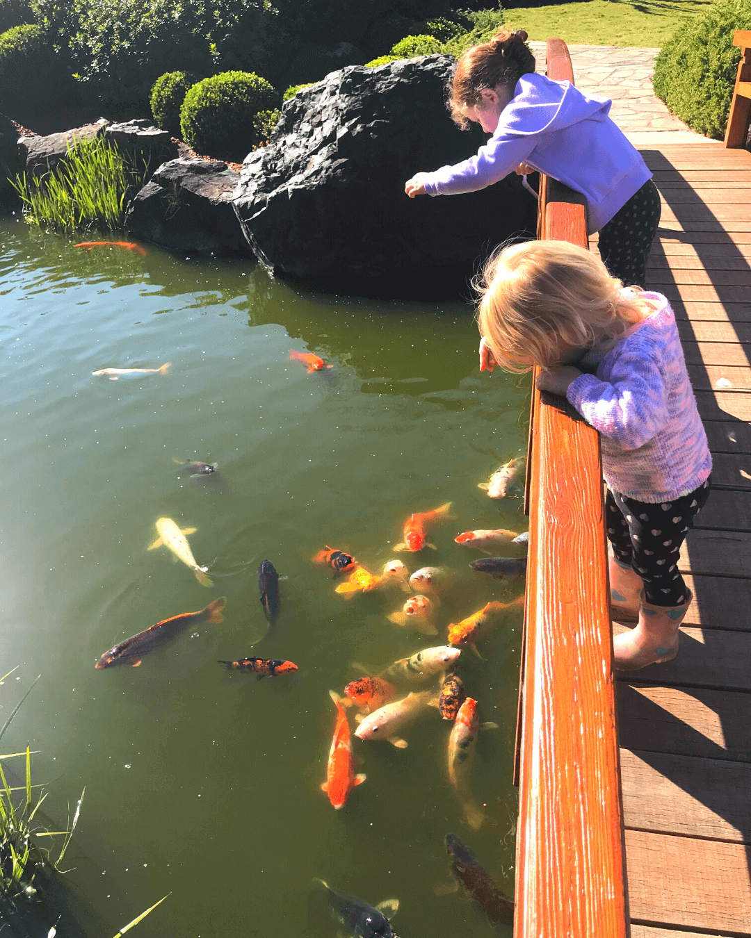 kids watching and feeding koi fish