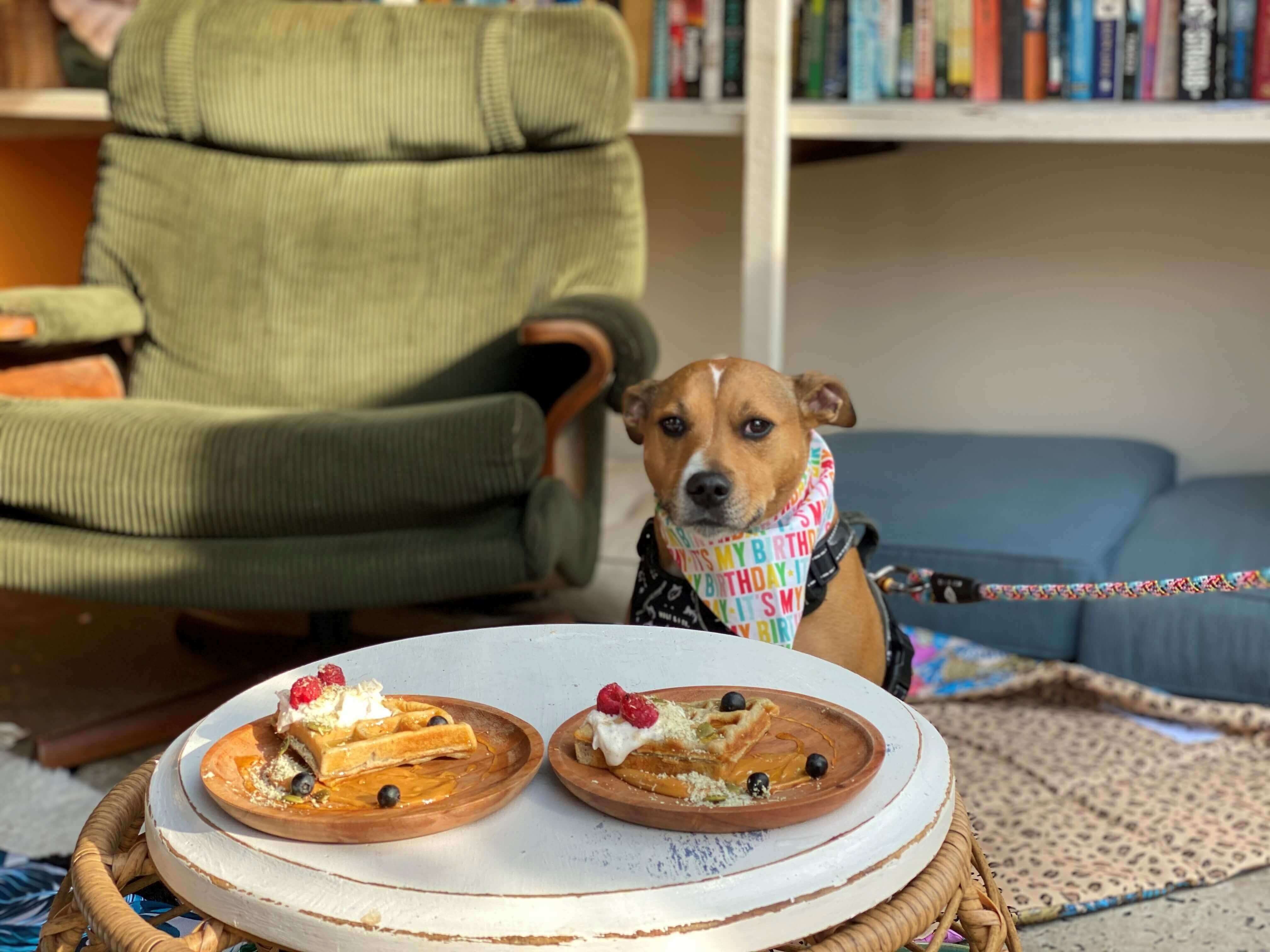 dog watching woofles/waffles
