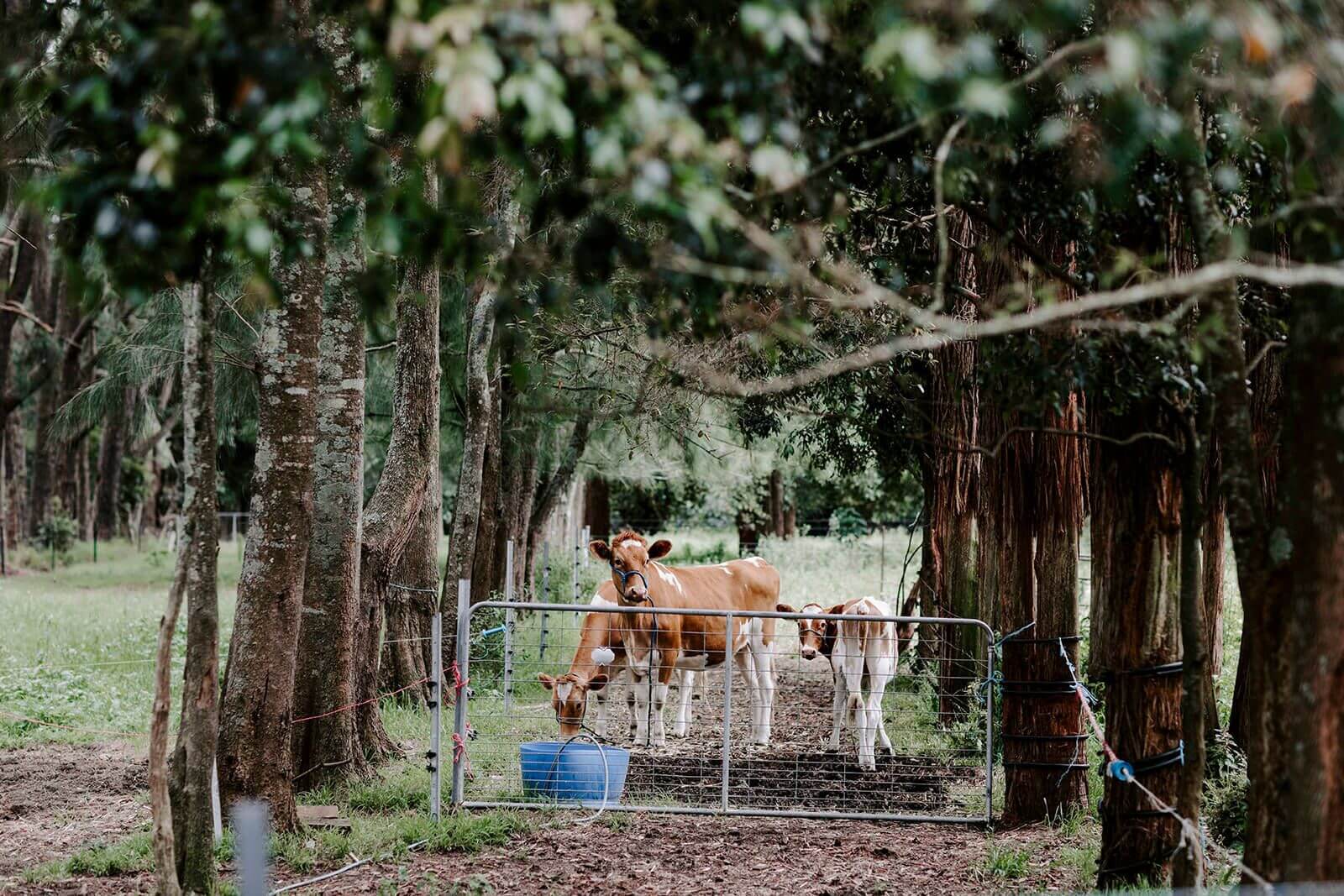 farmgate with cow and calf foraging