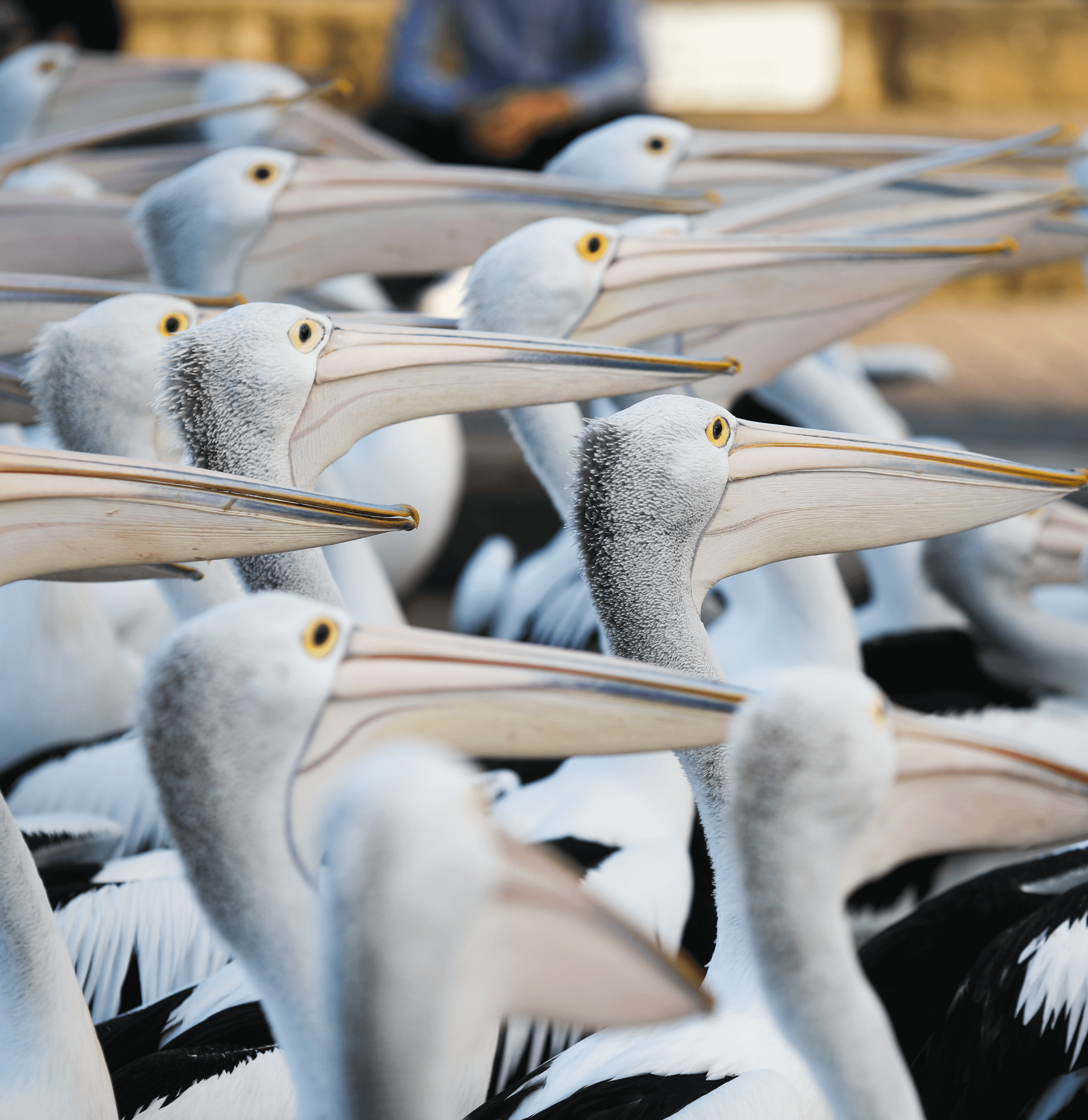 Pelican Time new eco friendly experience at The Entrrance NSW Central Coast