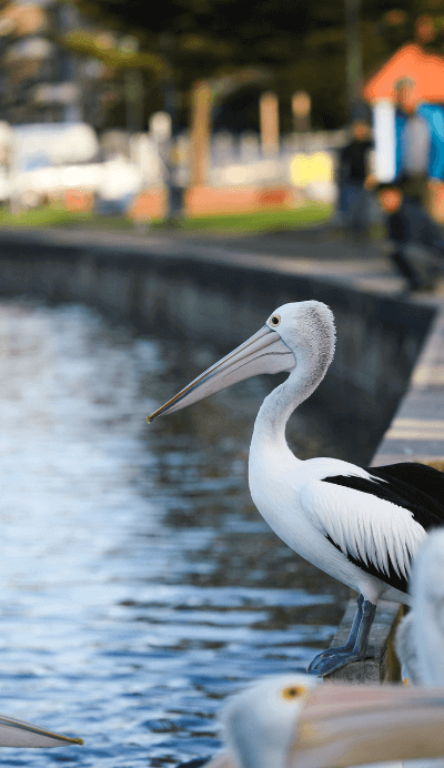 Pelican standing on waters edge at The Entrance