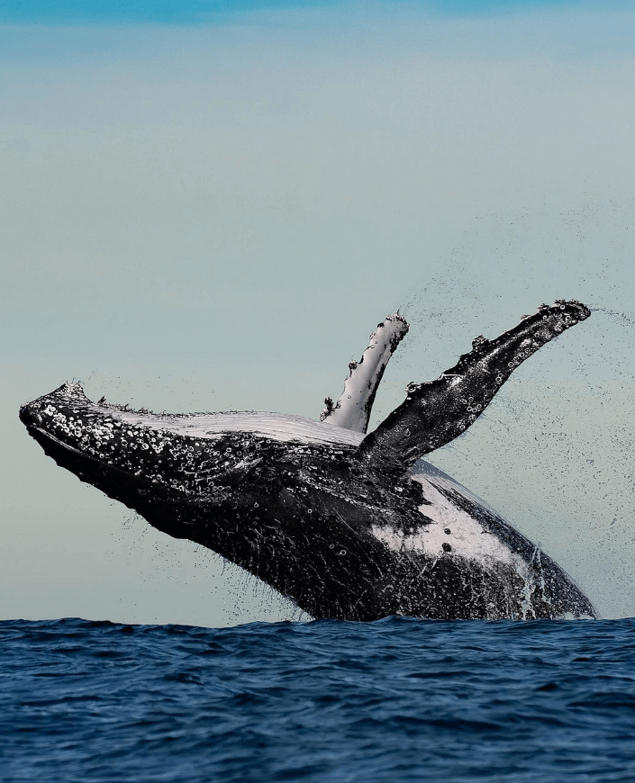 breeching whale terrigal Central Coast NSW Australia