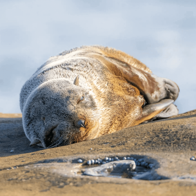 Seal Terrigal Photo Crdit @Zeemerven