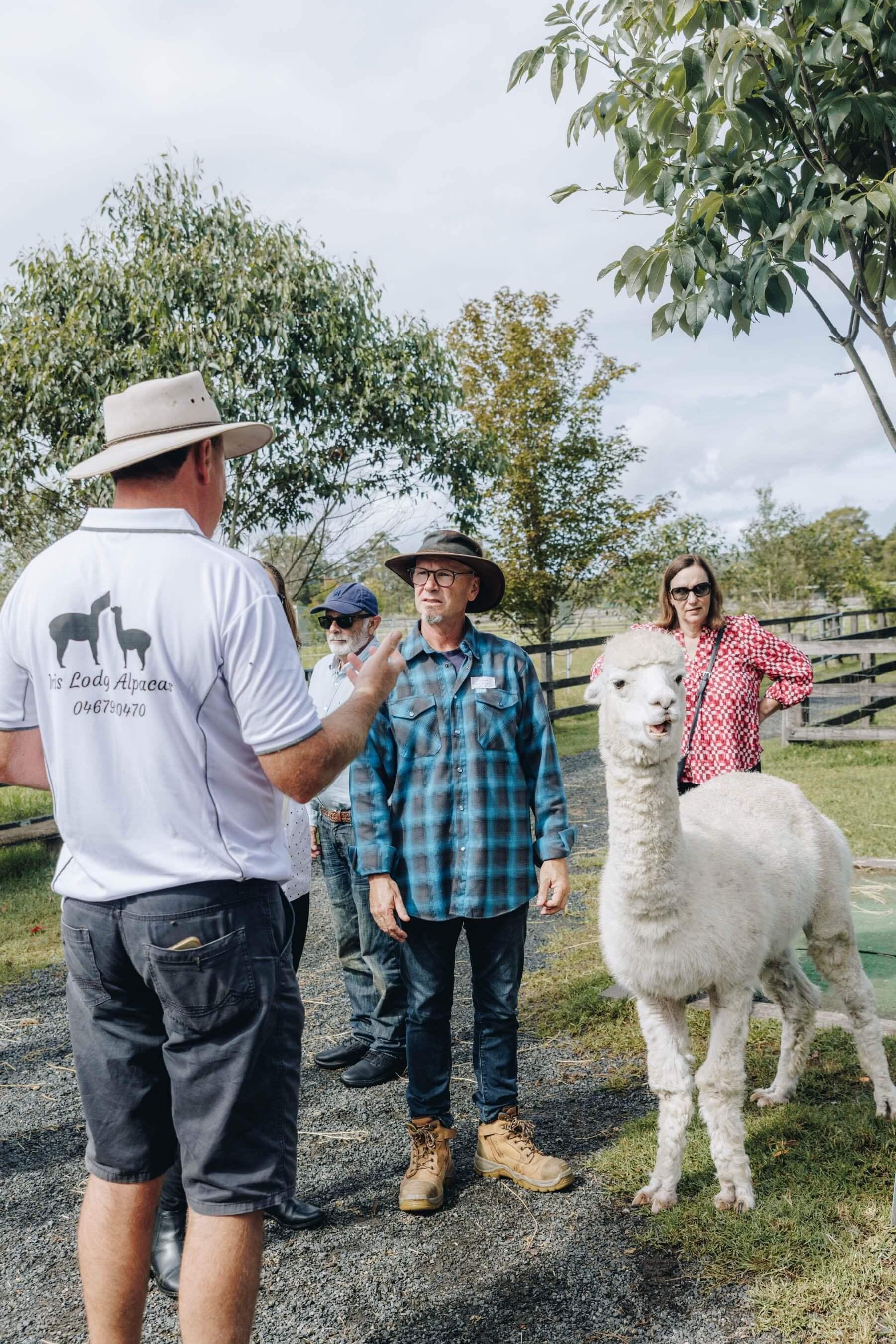 alpaca feeding time on the farm