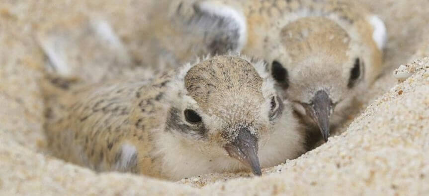 two little tern chicks in sand