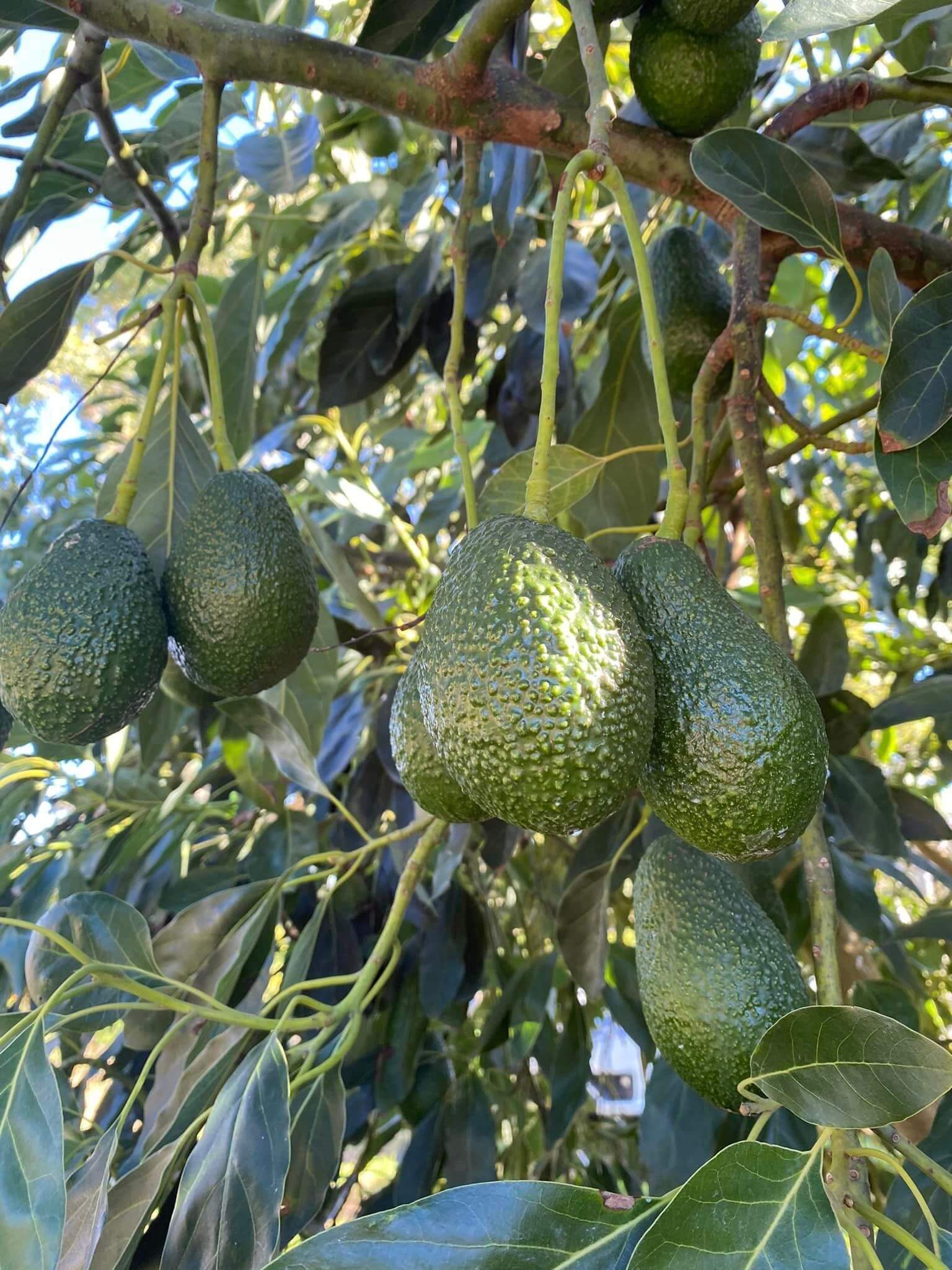 Avocados growing in a tree