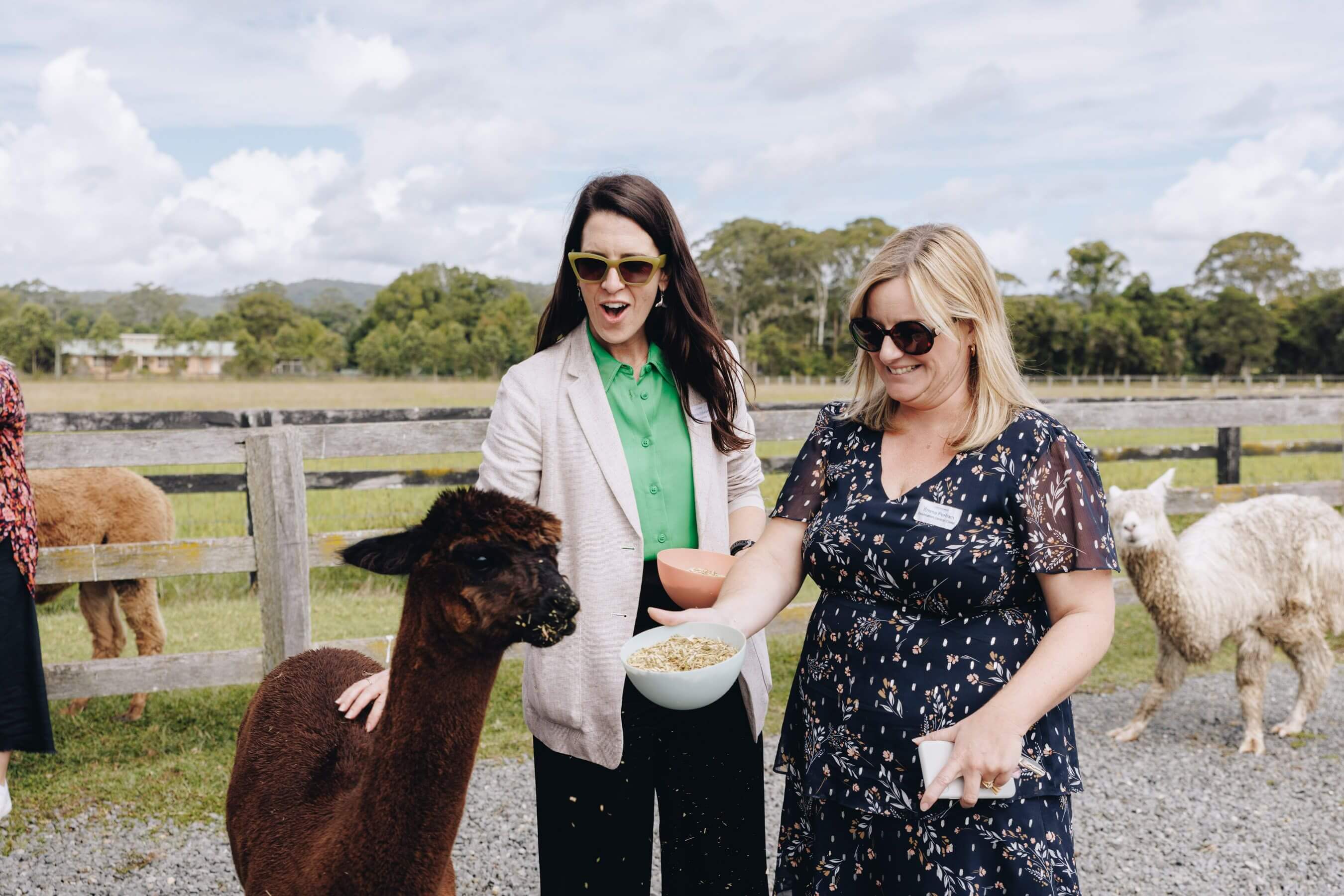 tourism industry people interact with friendly alpacas