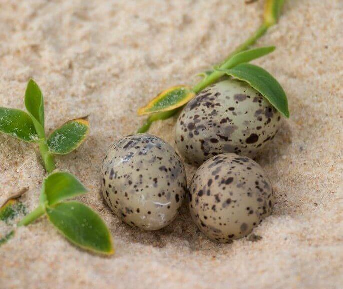three baby little tern eggs in sand