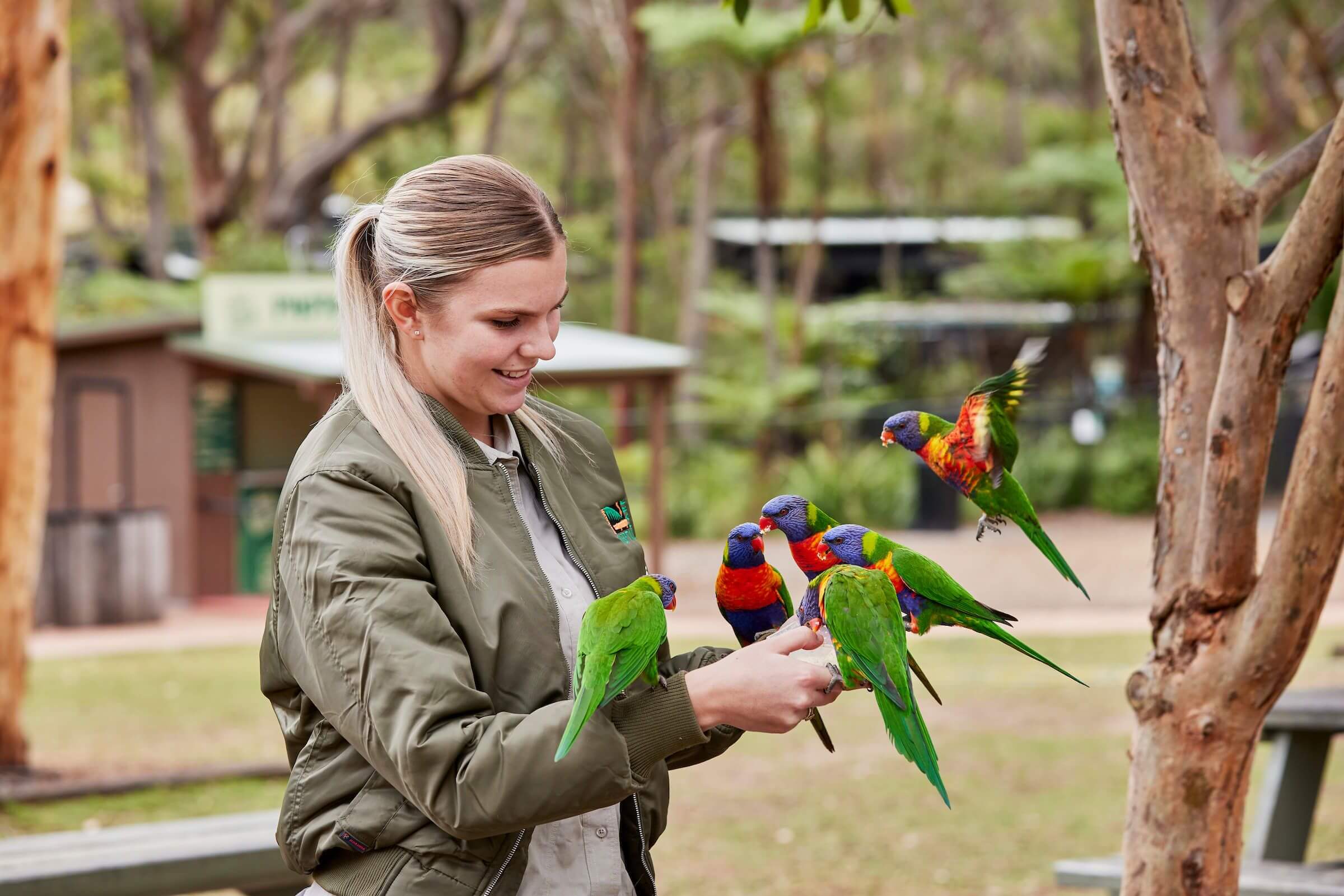 ranger feeding lorrikeets