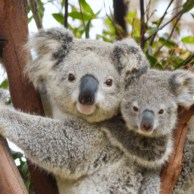 Koalas in a tree