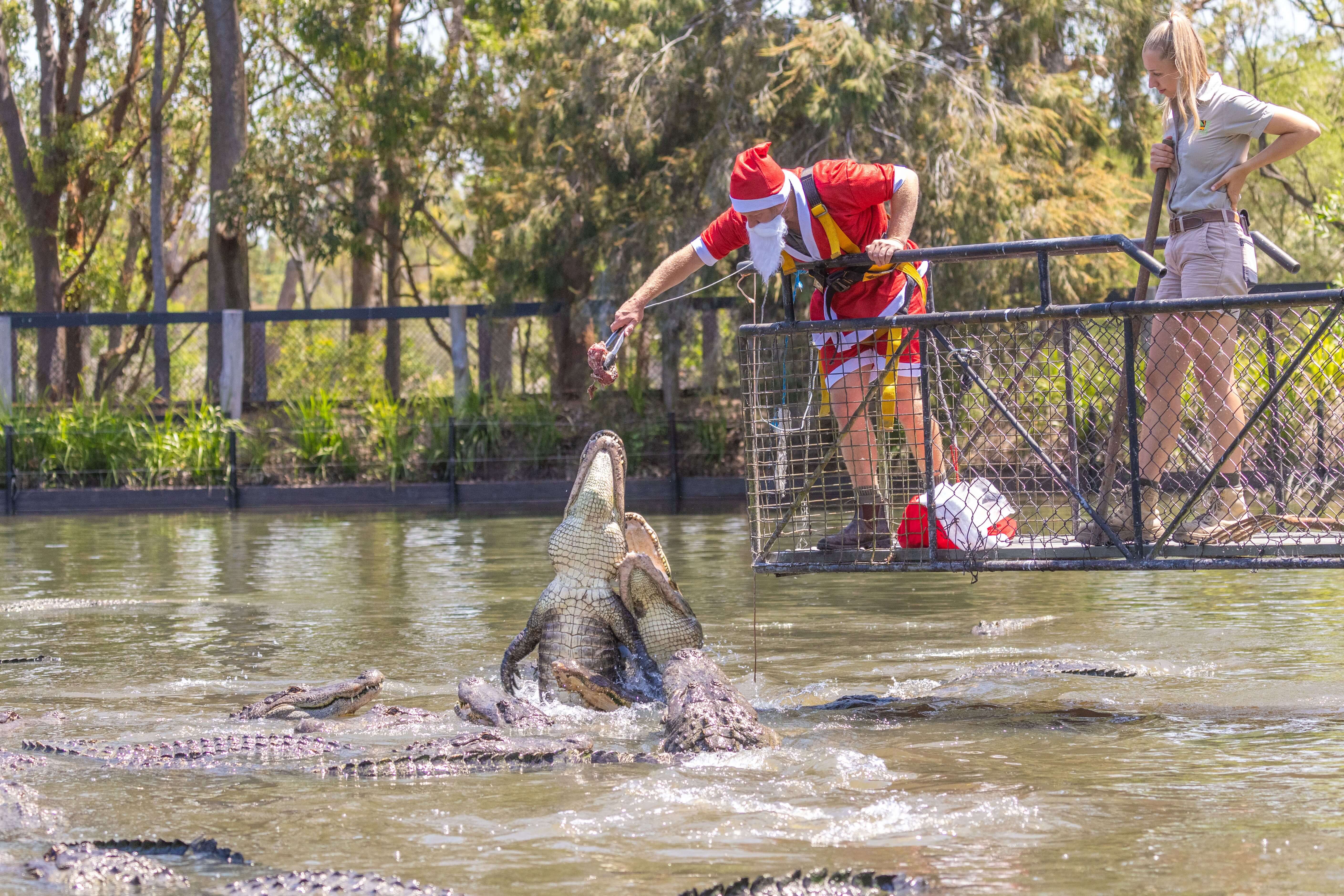 Santa feeding crocodiles