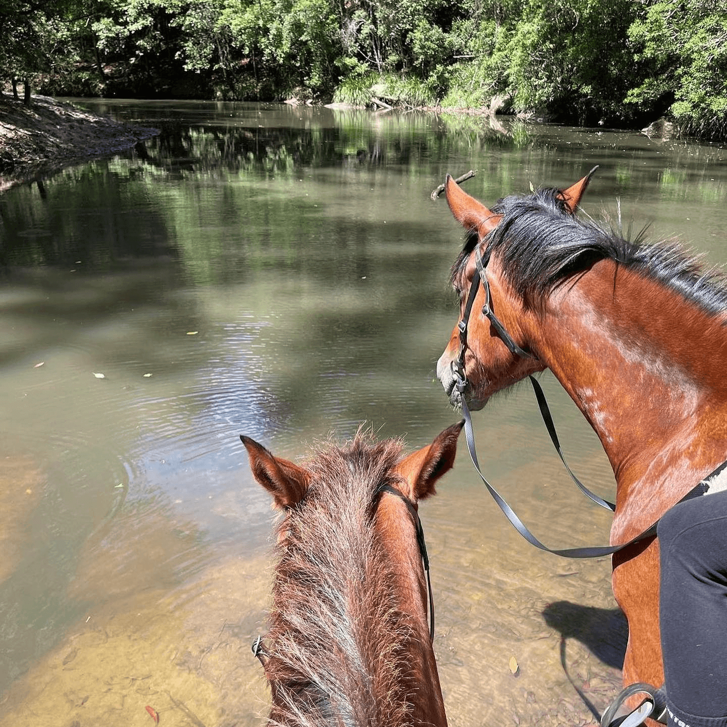 Horse riding at Glenworth valley