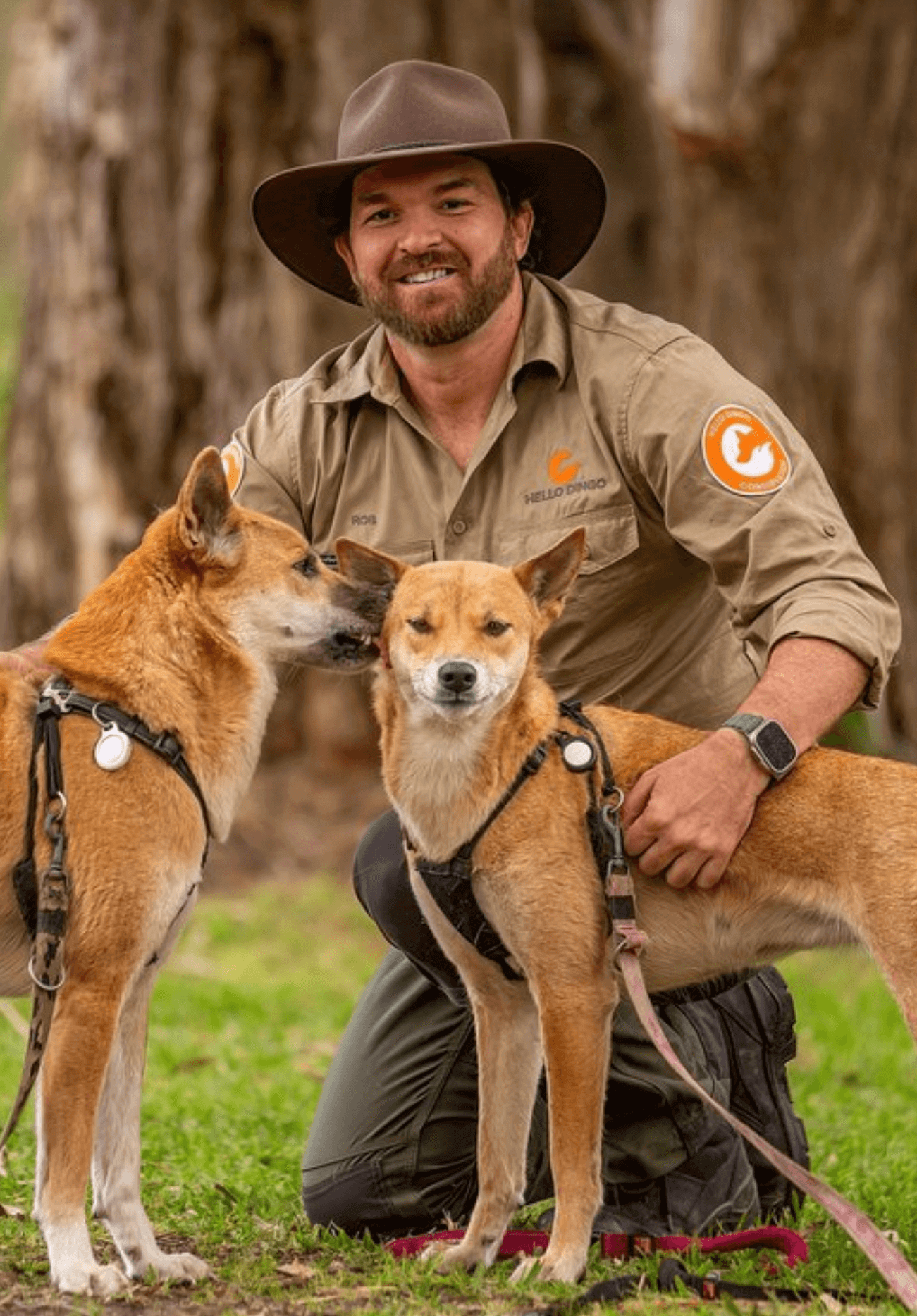 Hello Dingo Rob Elridge with two dingoes