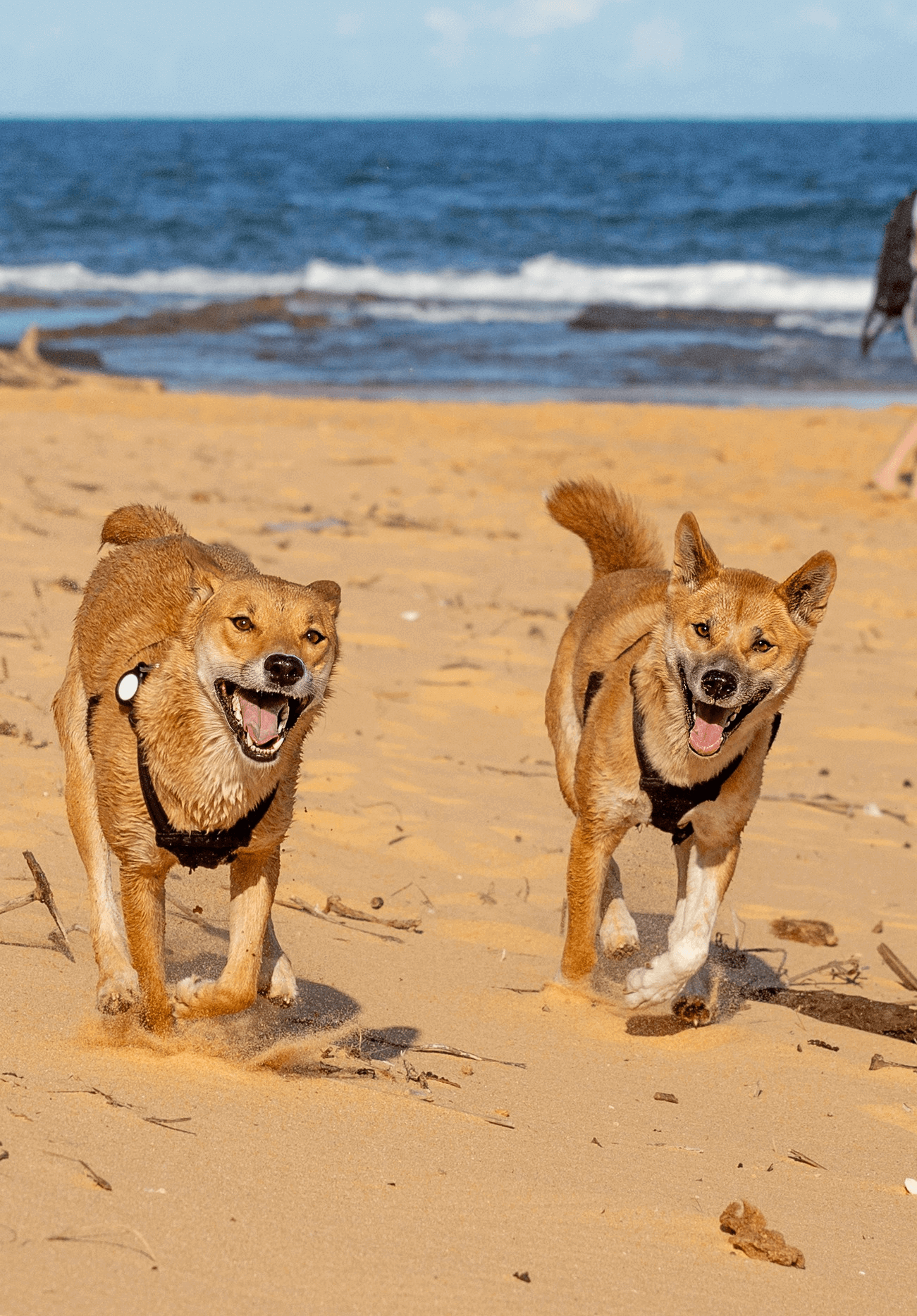 Hello Dingoes flynn and bindi on the beach