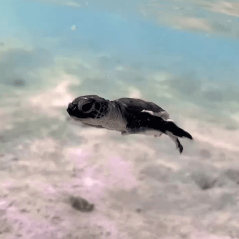 turtle in ocean