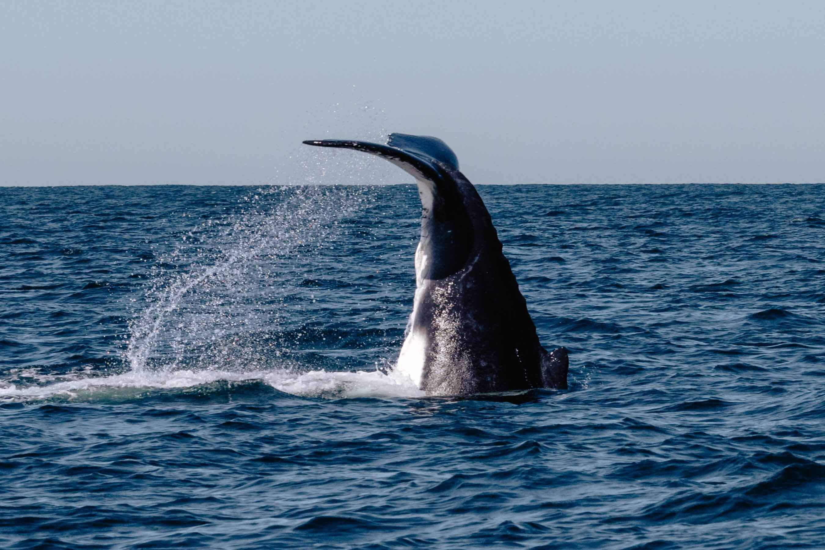 whale tail breaching