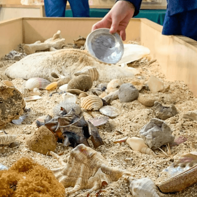 marine Discovery Centre Terrigal.png 