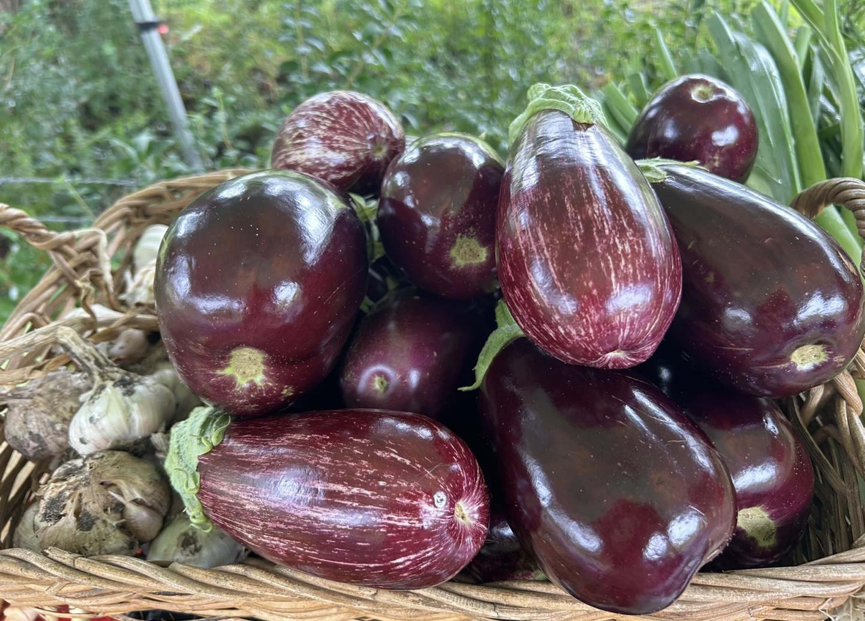 Little Feet Gourmet Ourimbah Eggplants