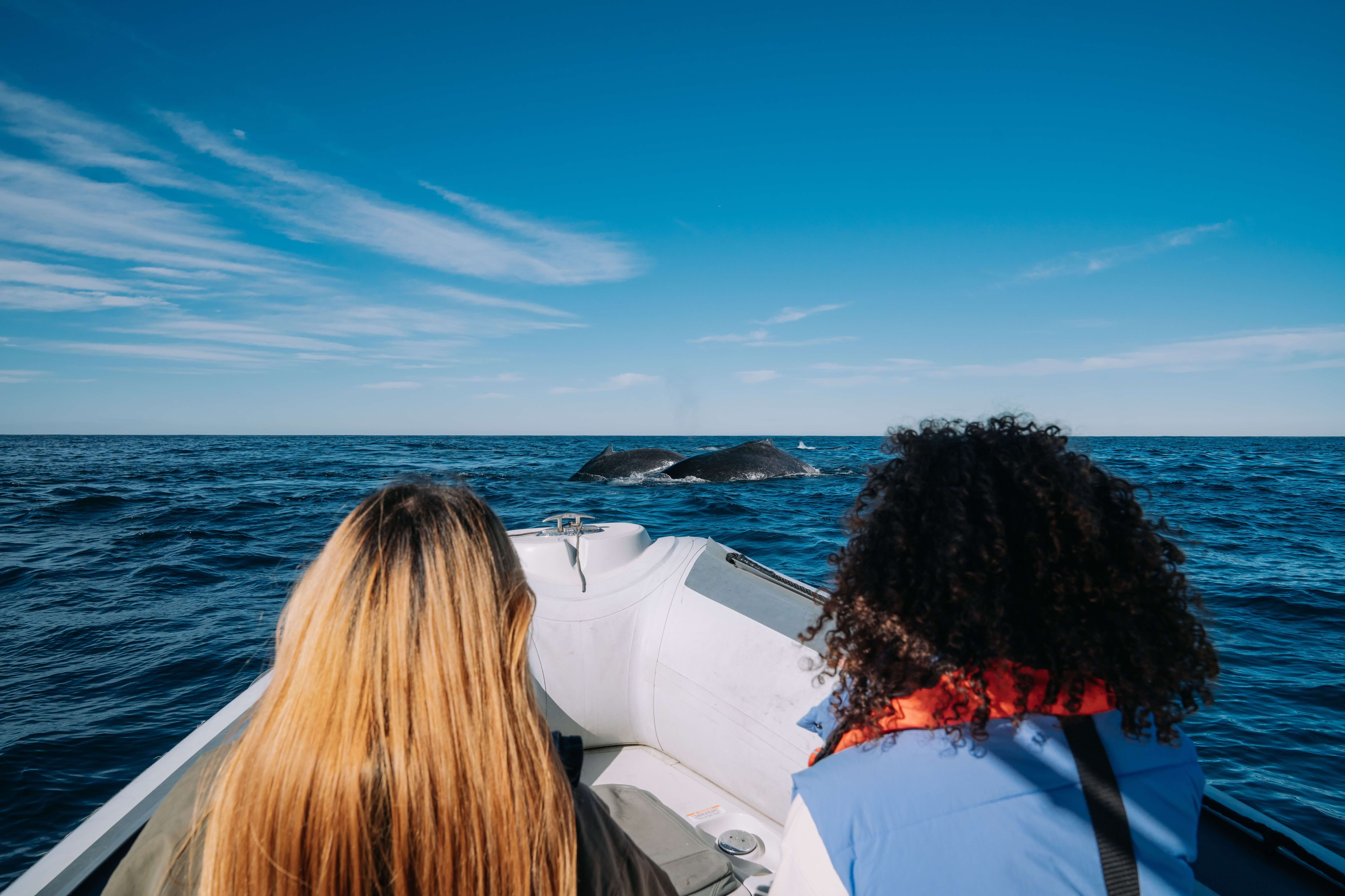 two people on whale watching ocean tour with breaching tail
