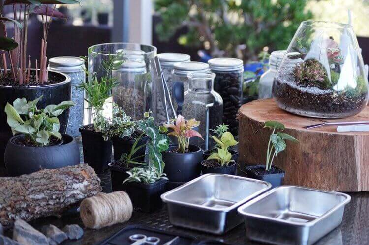 Table with multiple terrariums. Portable gardens in a glass container