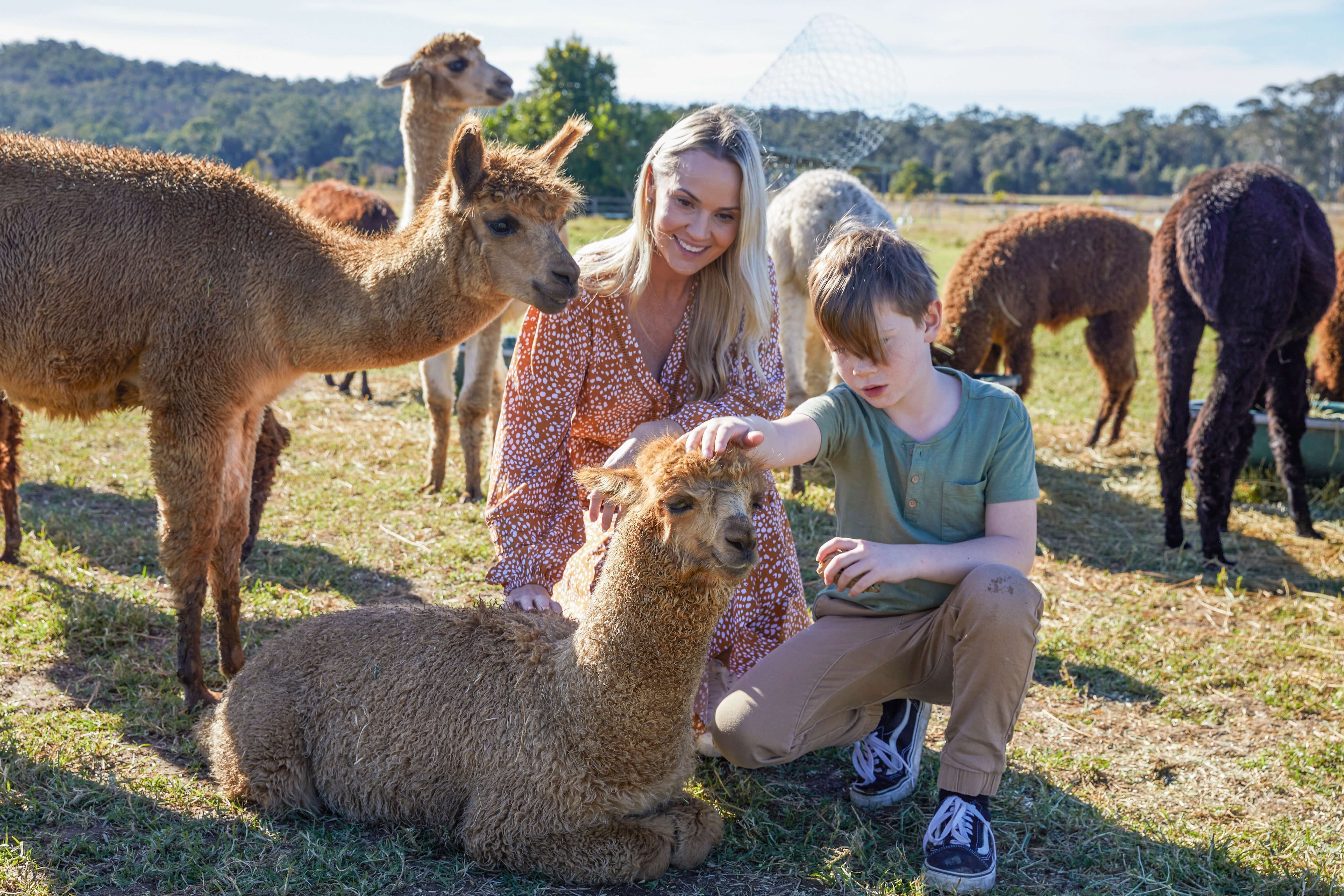 A mum and younger boy patting an alpaca that sits in front of them while another alpaca overlooks them