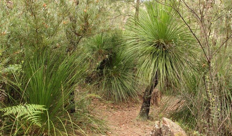 A pathway of native grass trees
