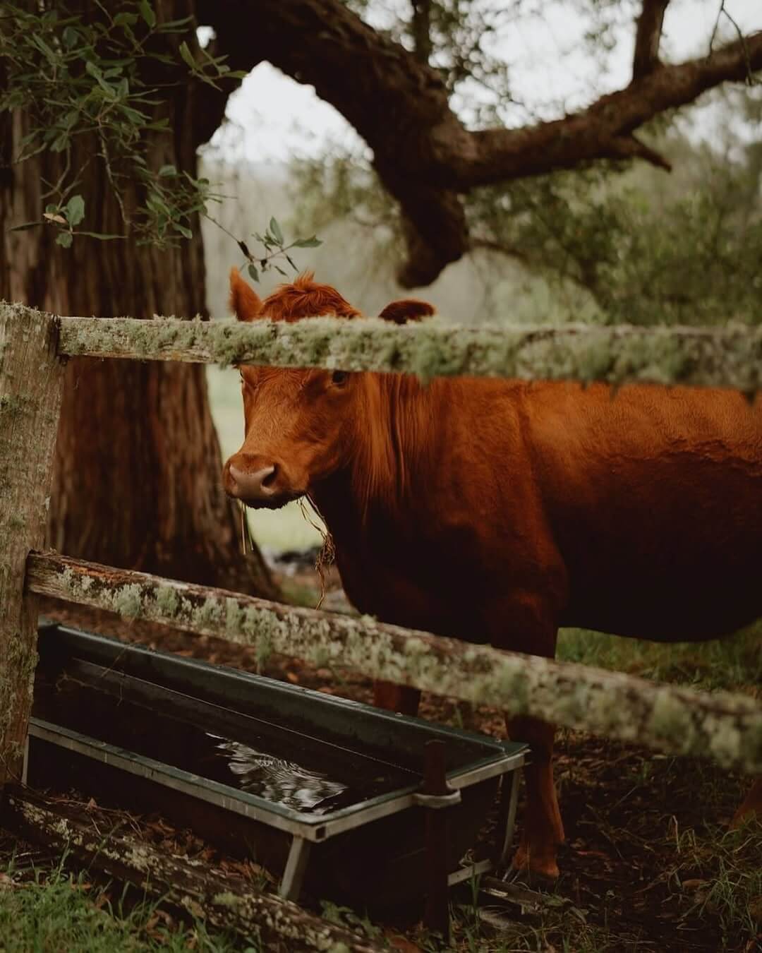 Cow in paddock 