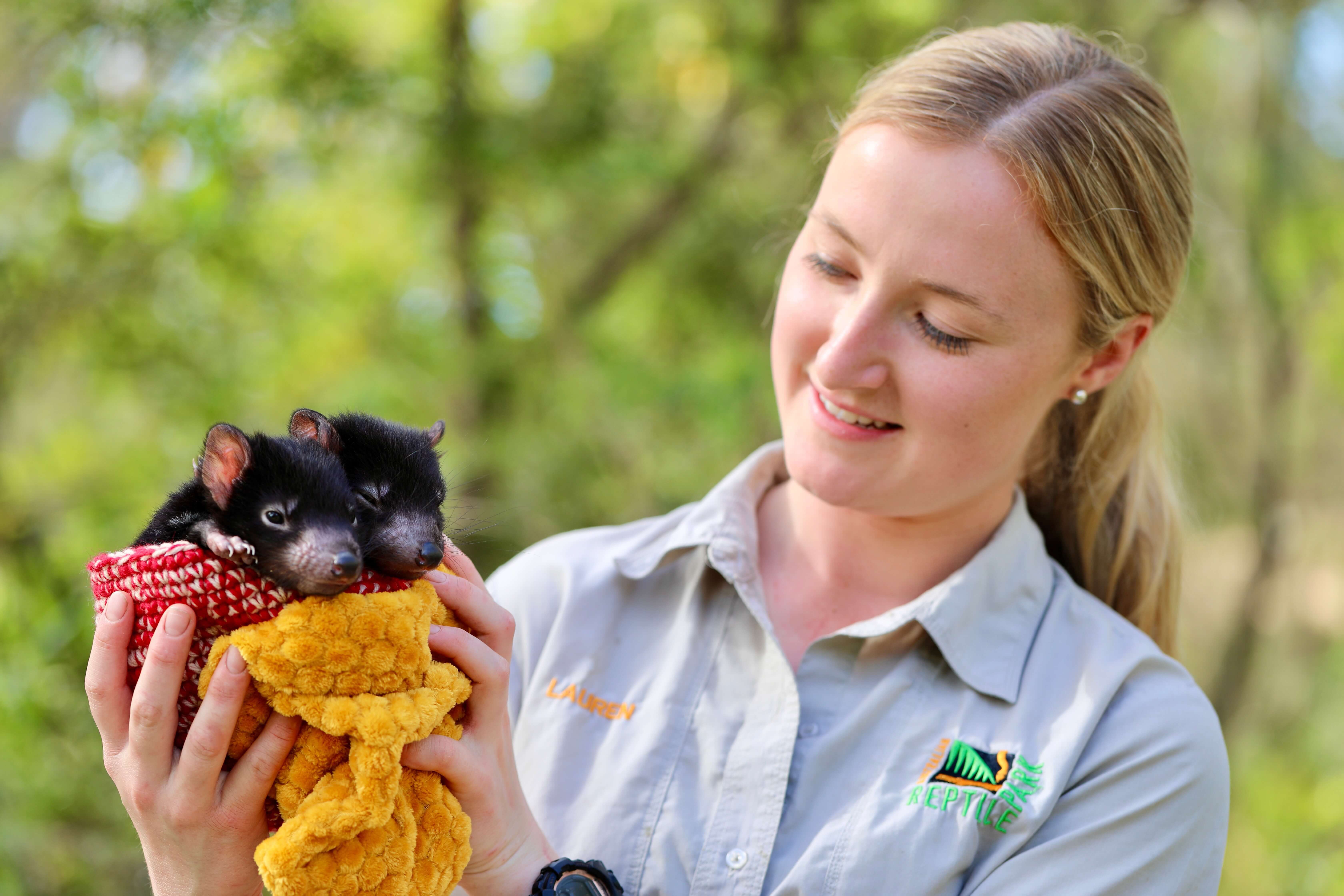 tassie devil joeys