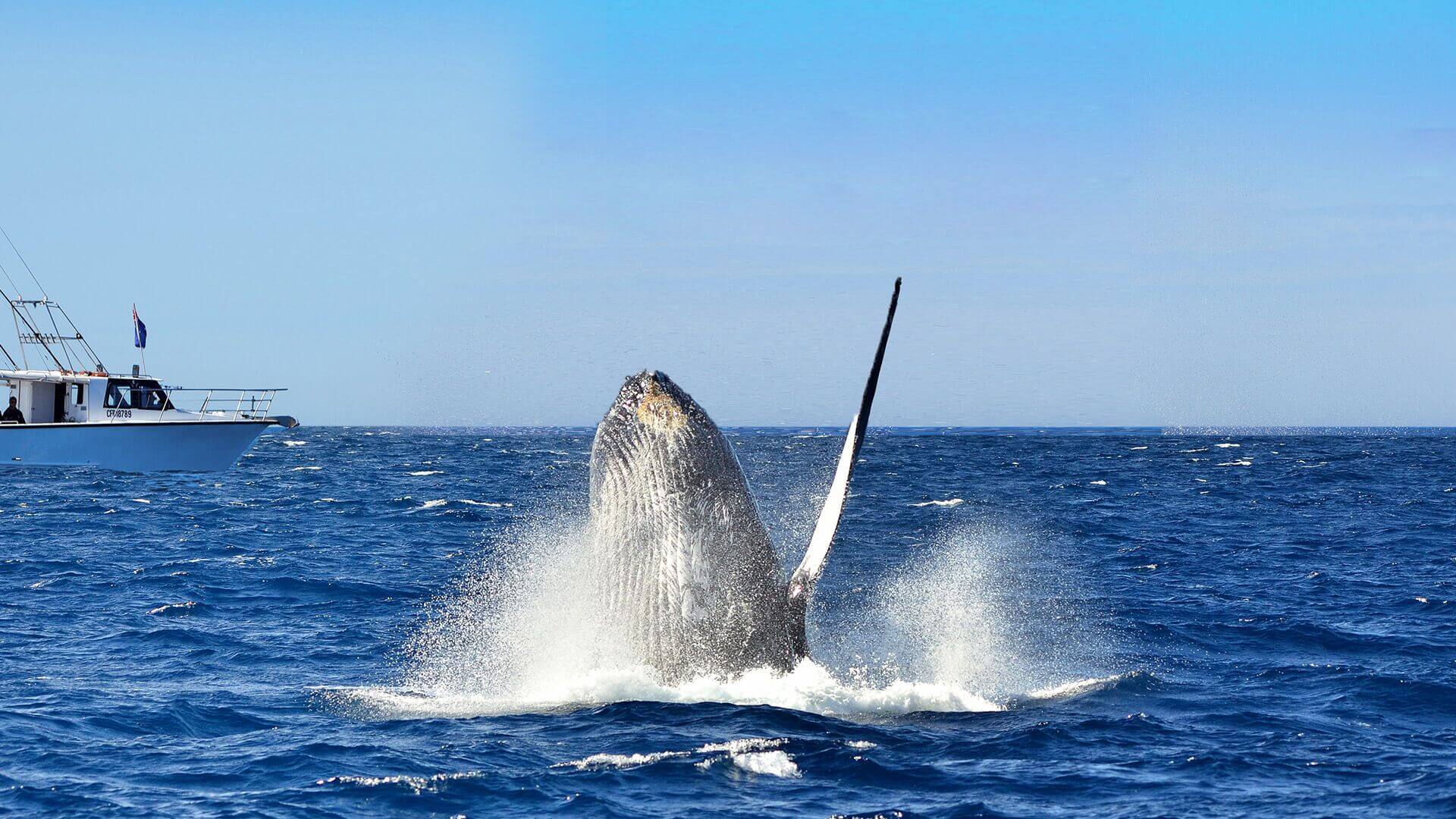whale saying hello with flipper