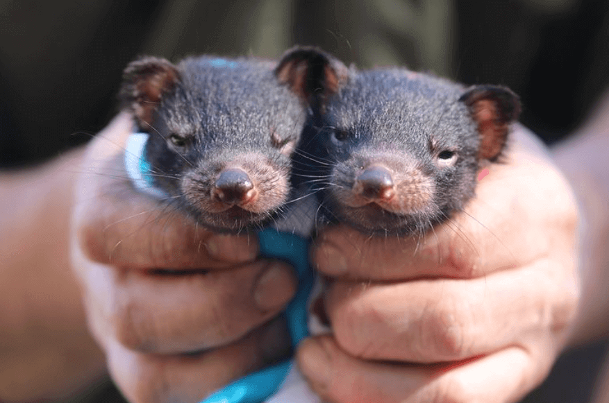 ranger cups two baby tassie devil twins