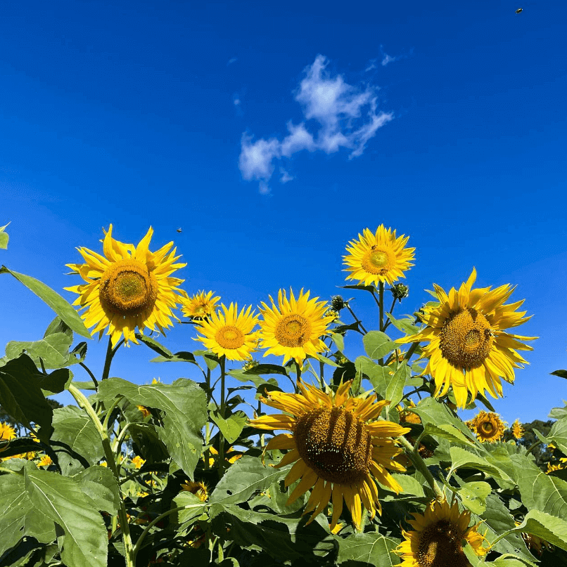 Sunflowers on Central Coast NSW
