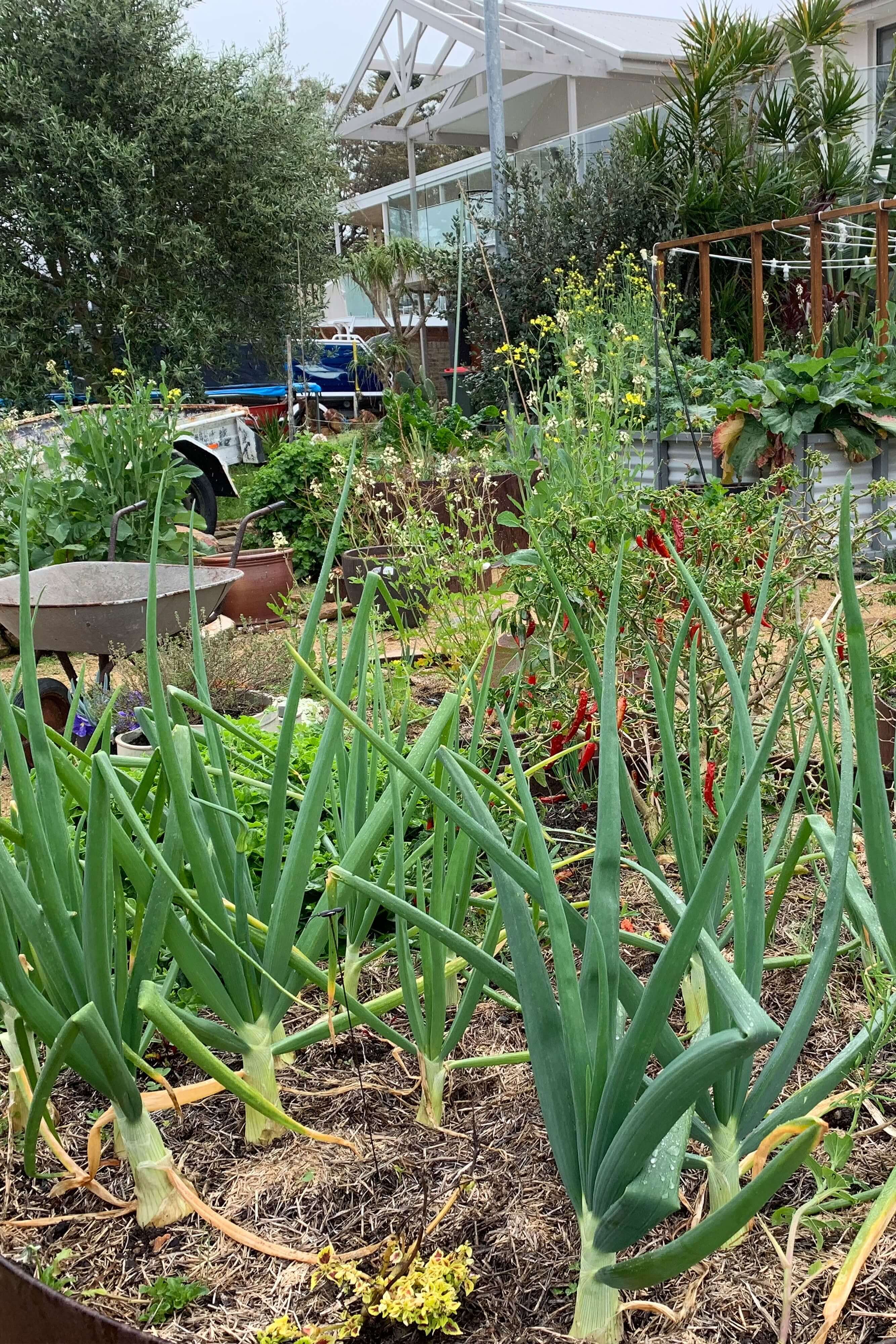 Backyard garden, close up of plants