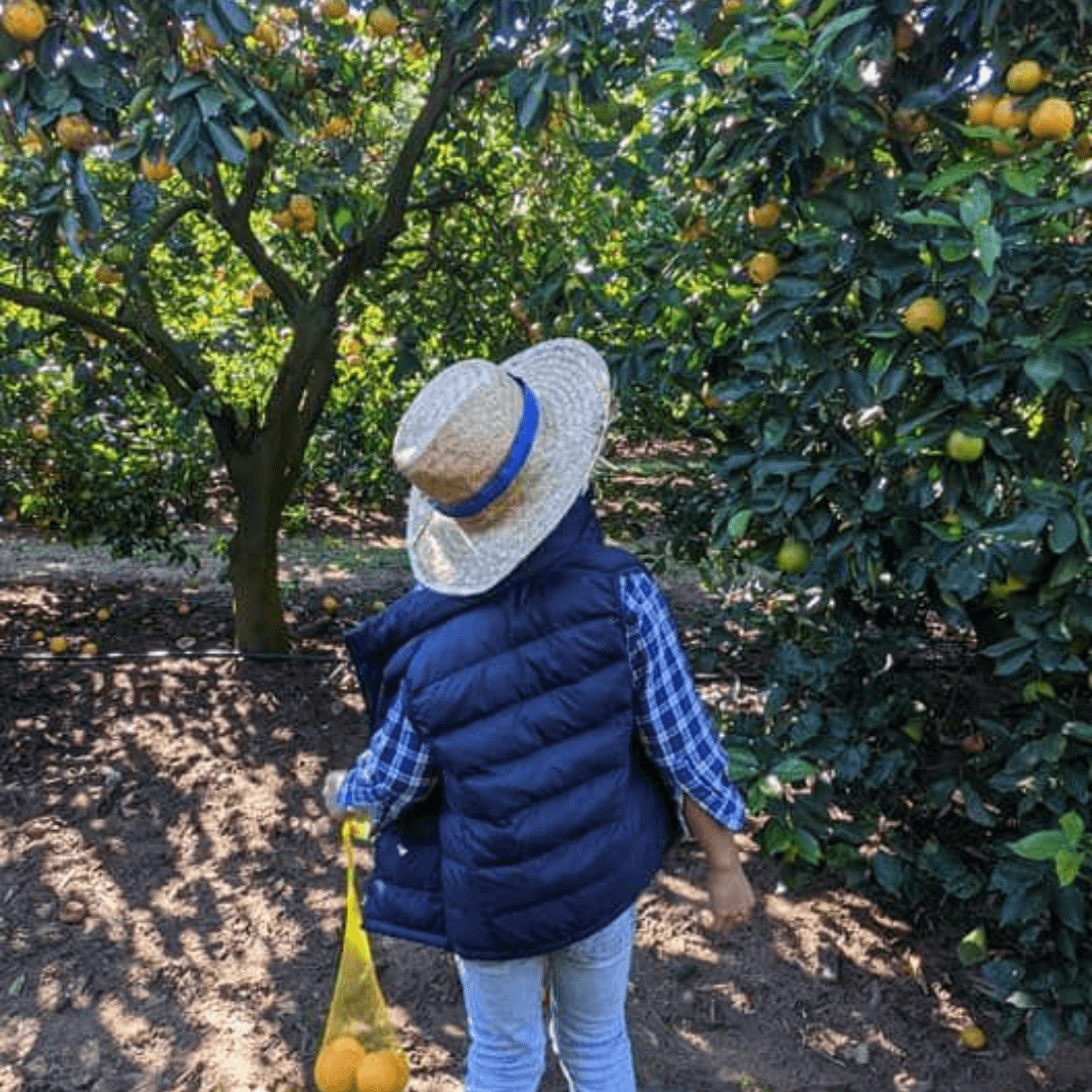 Orange picking at East Coast Beverages