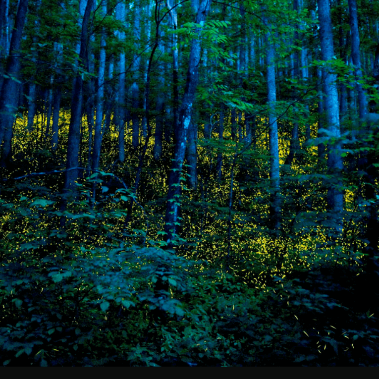 Fireflies at night in Forest of Tranquillity Central Coast