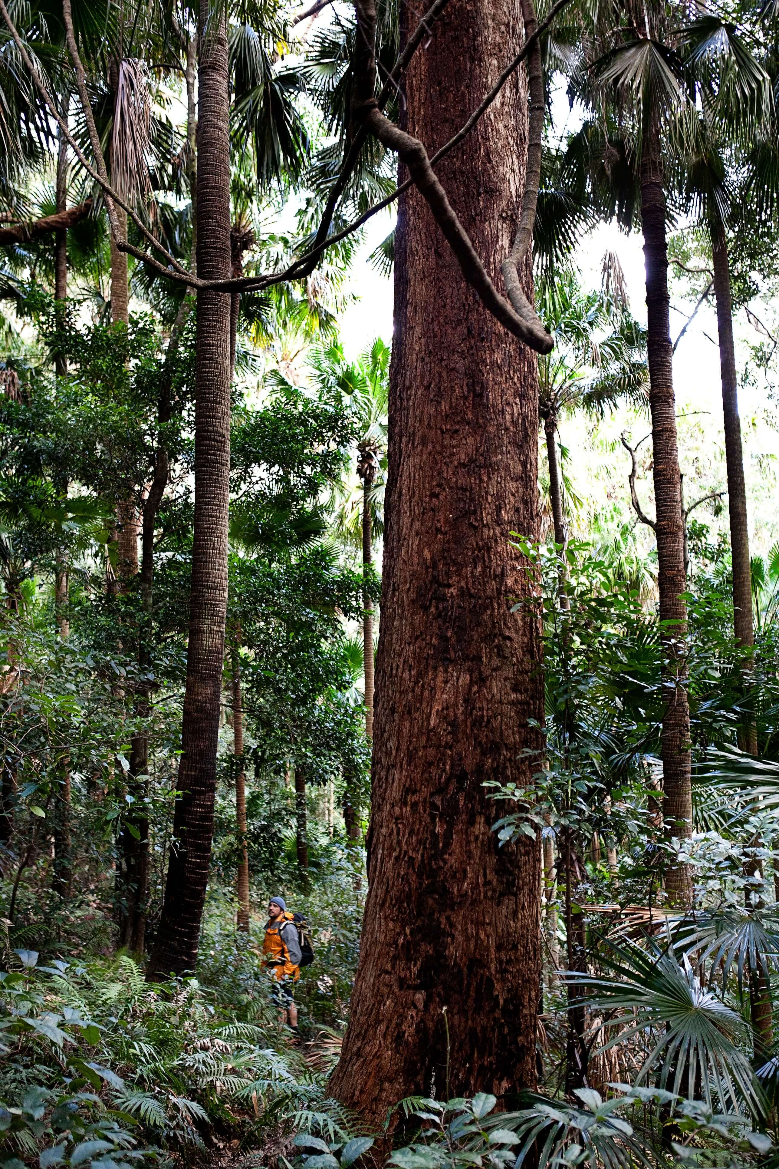 man hiking in rainforest