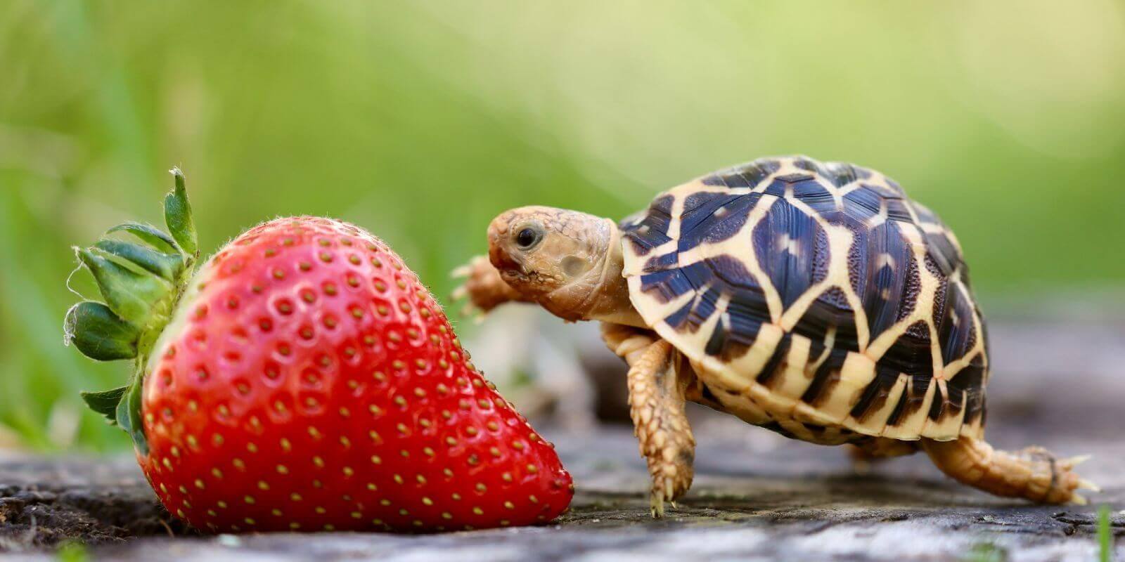 baby tortoise the size of a strawberry