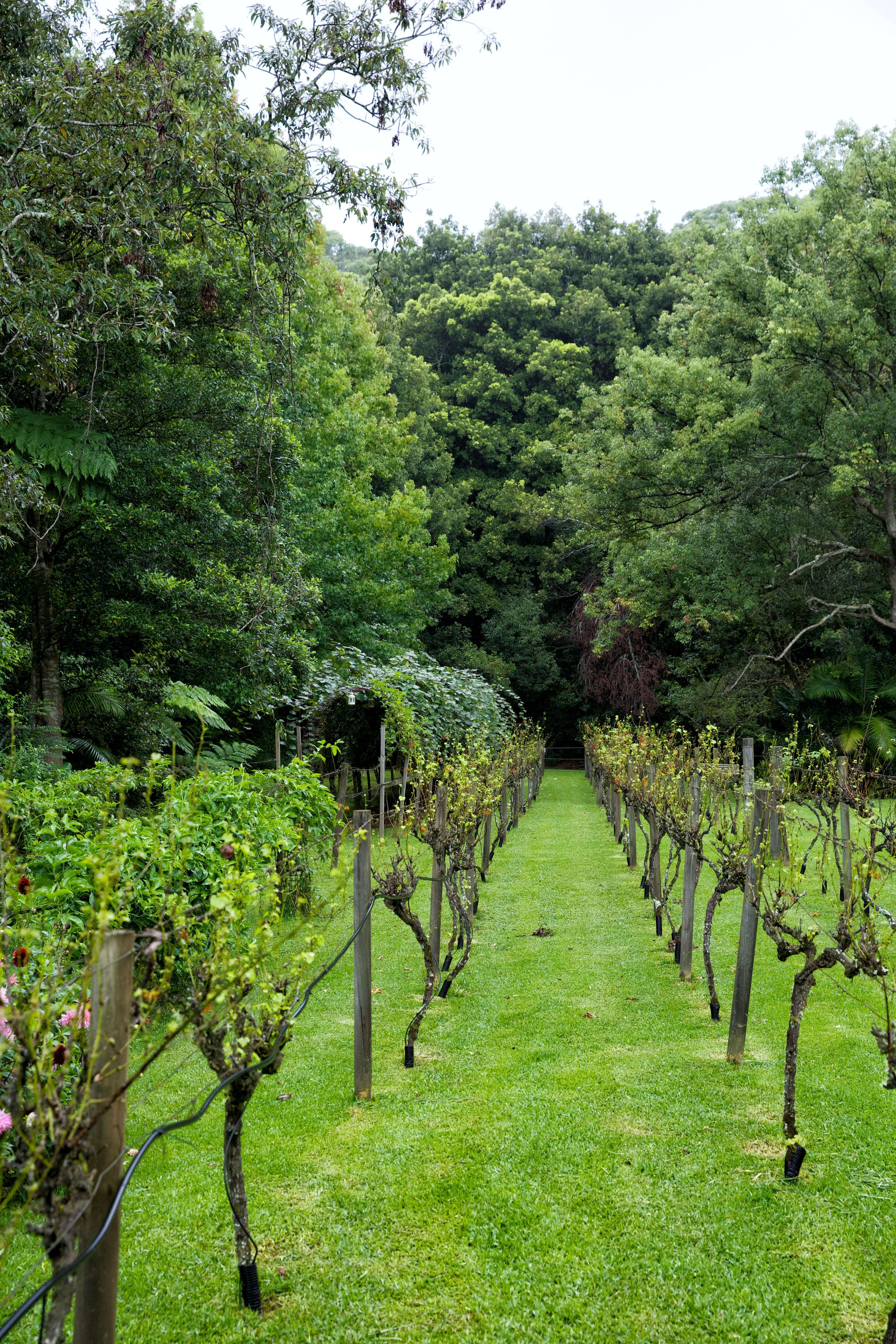botanical fruit winery in hinterland