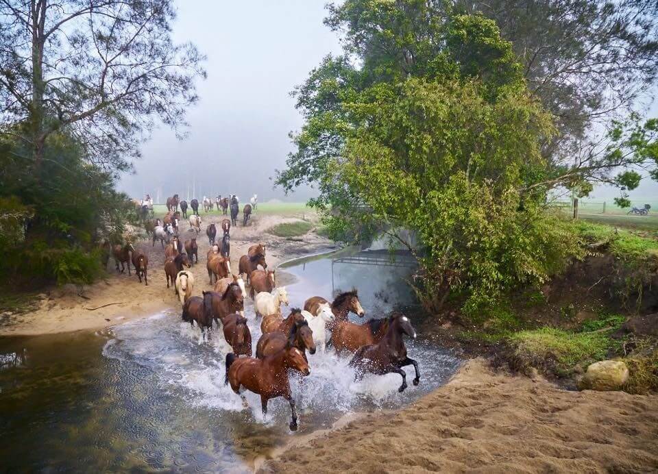 Horses running through creek 