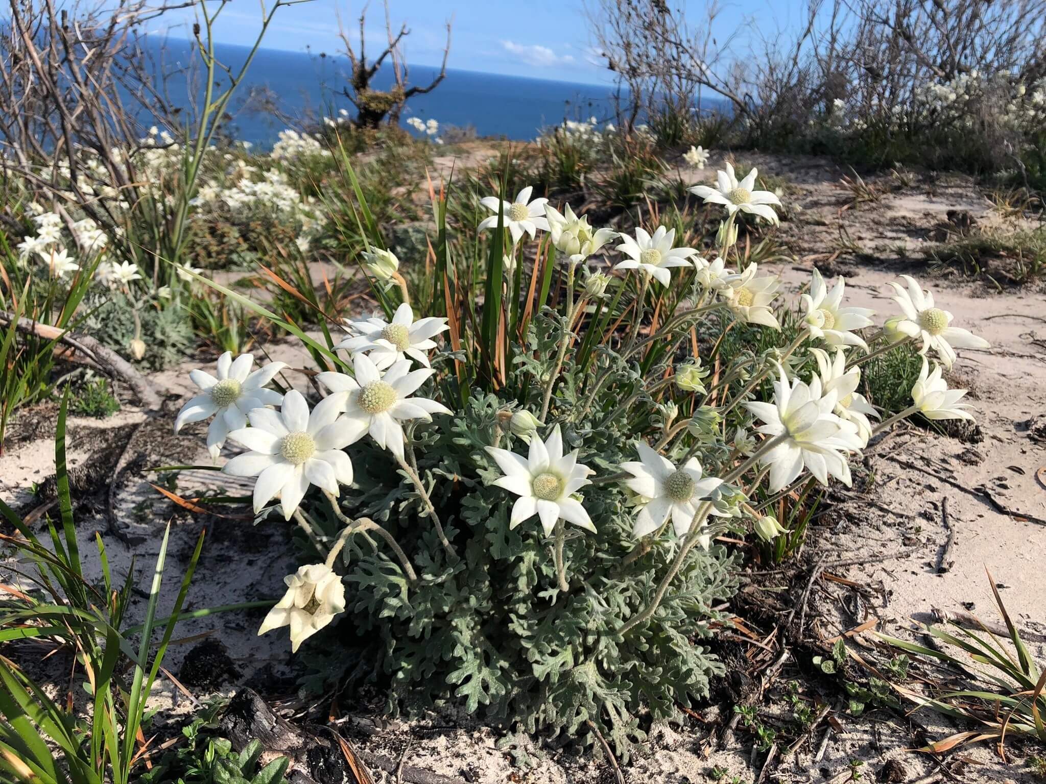 wildflower walk