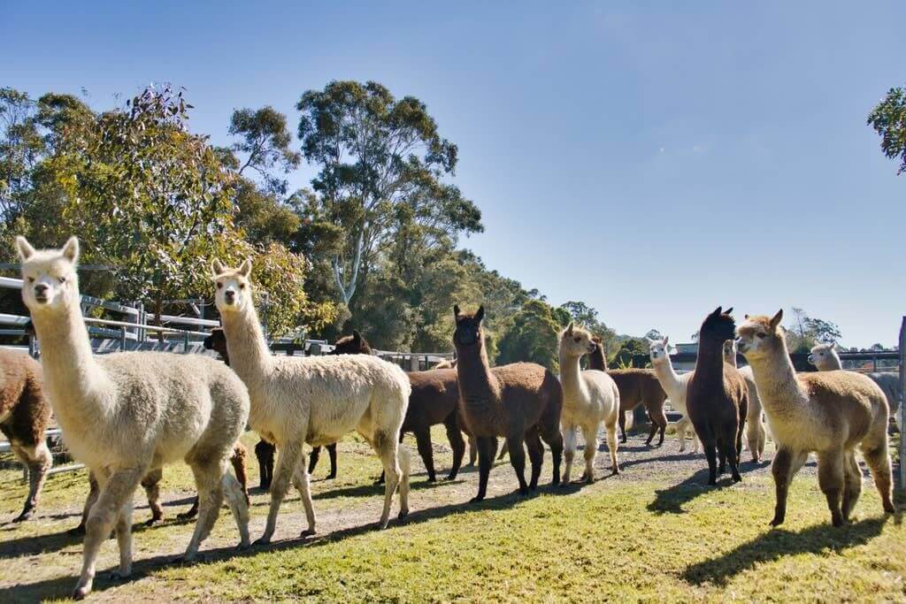 The alpacas at Iris Alpacas Lodge walking through the gates for feeding time