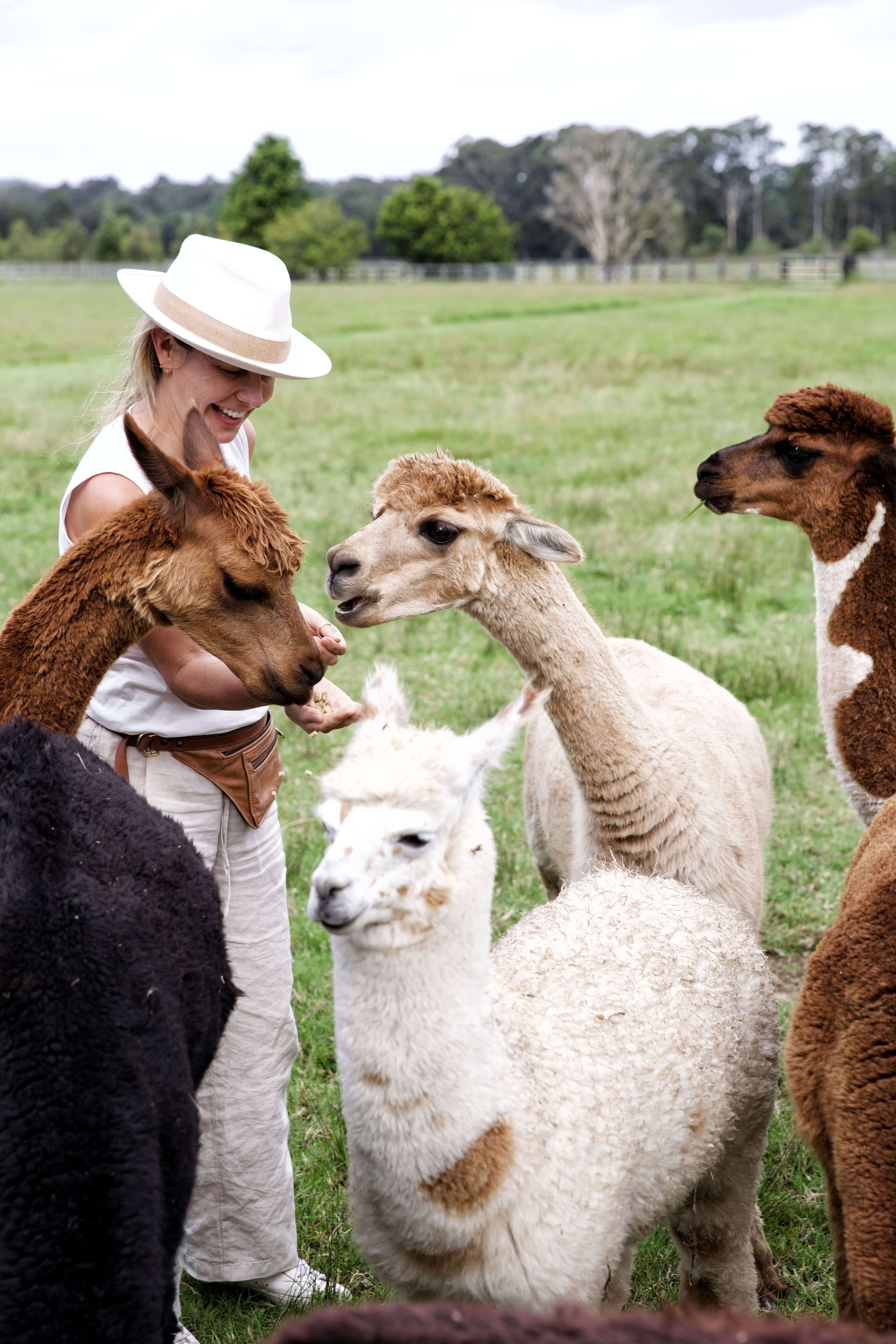 traveller meeting friendly alpacas