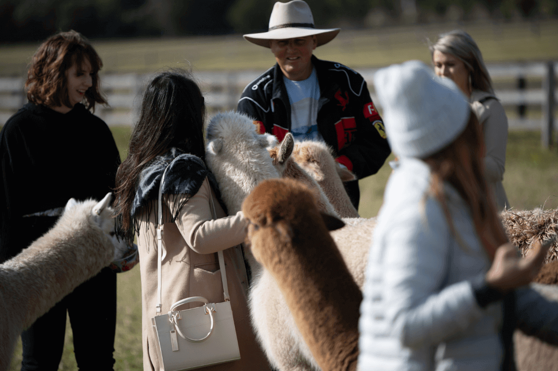 alpaca farm experience