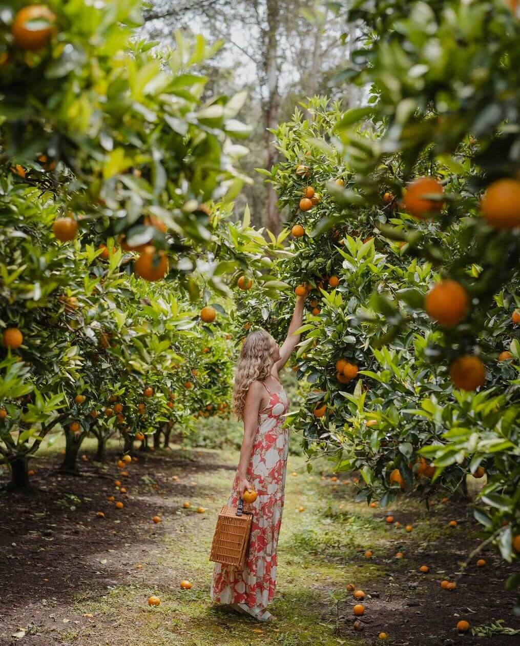 Visitor picking oranges at Dooralong on Central Coast